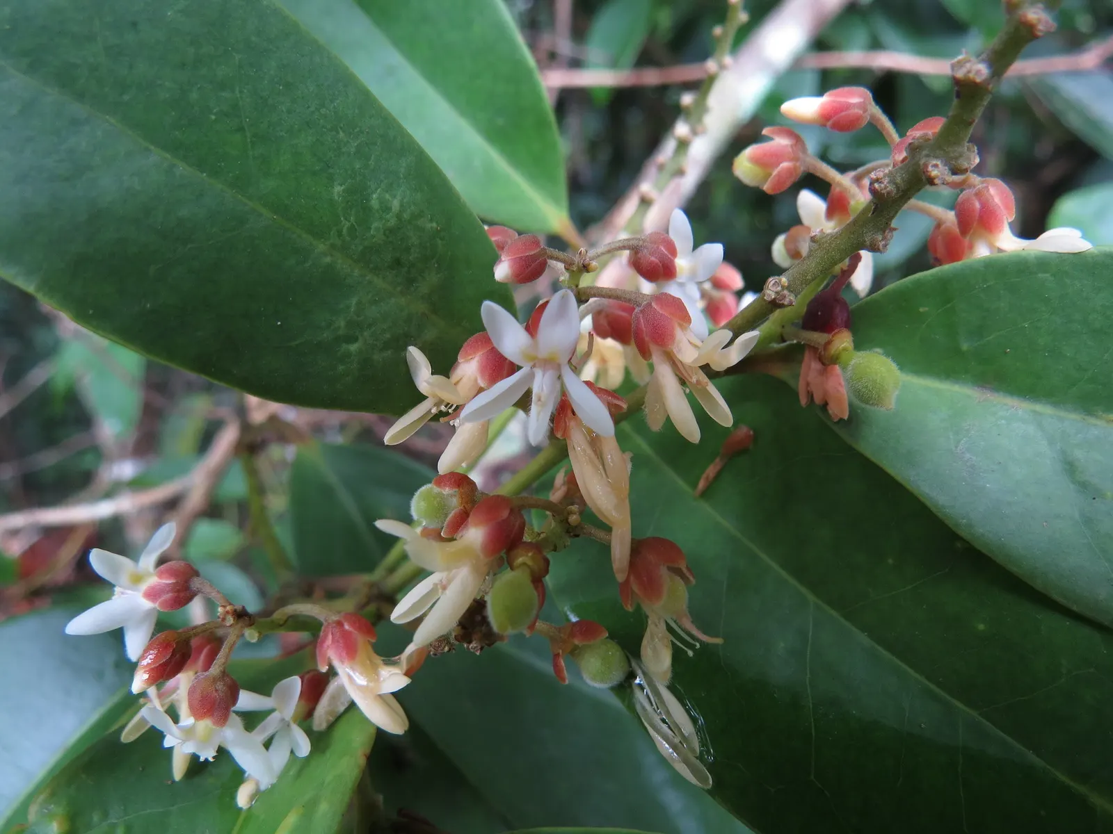 Cheesewood (Pittosporum Viridiflorum) — typically around 10 to 15 feet; commonly referred to as Cheesewood