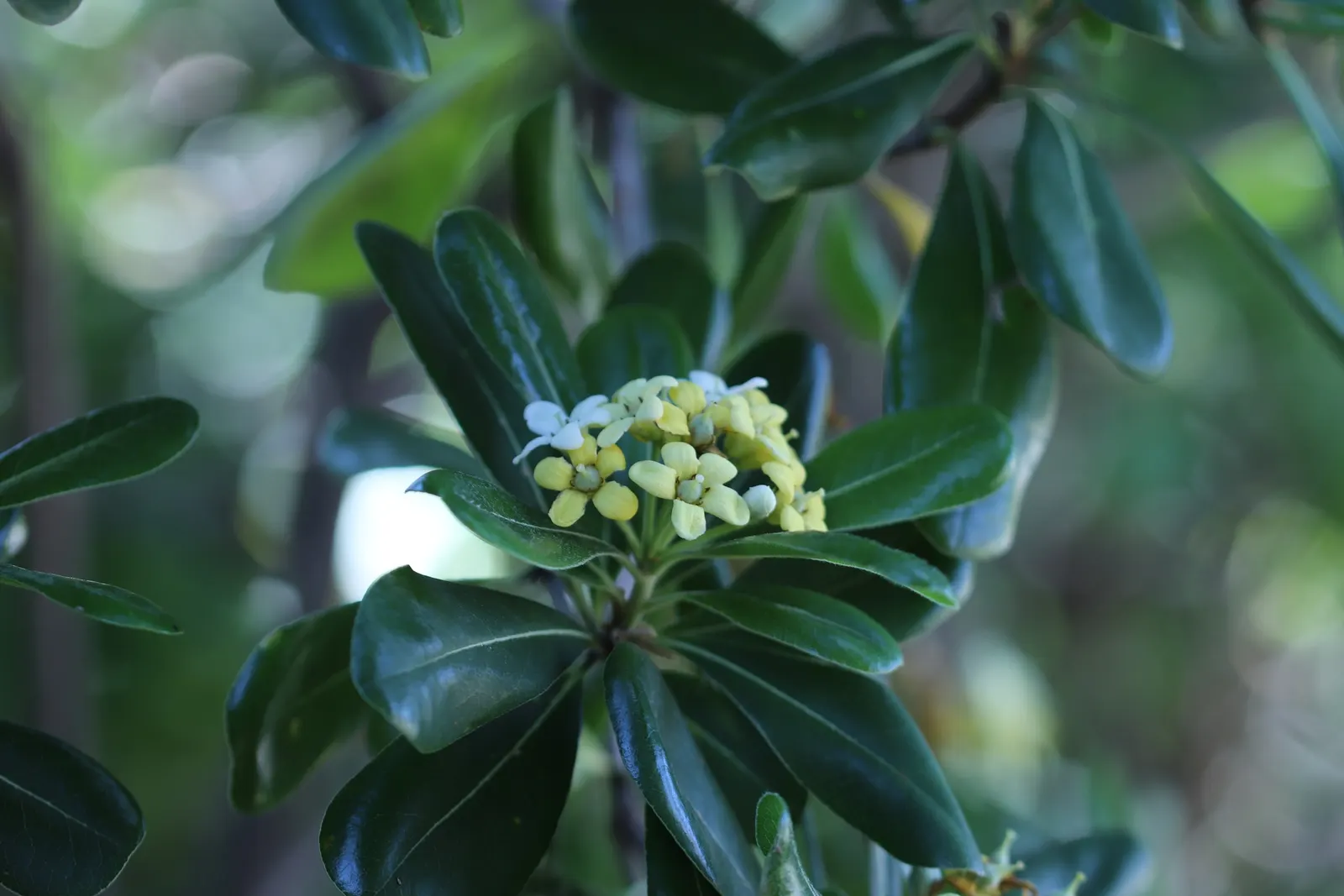 Cheesewood (Pittosporum Viridiflorum) — and mildly fragrant flowers; glossy green leaves that are typically about 1.5 to 4 inches long and 0.6 to, image 91