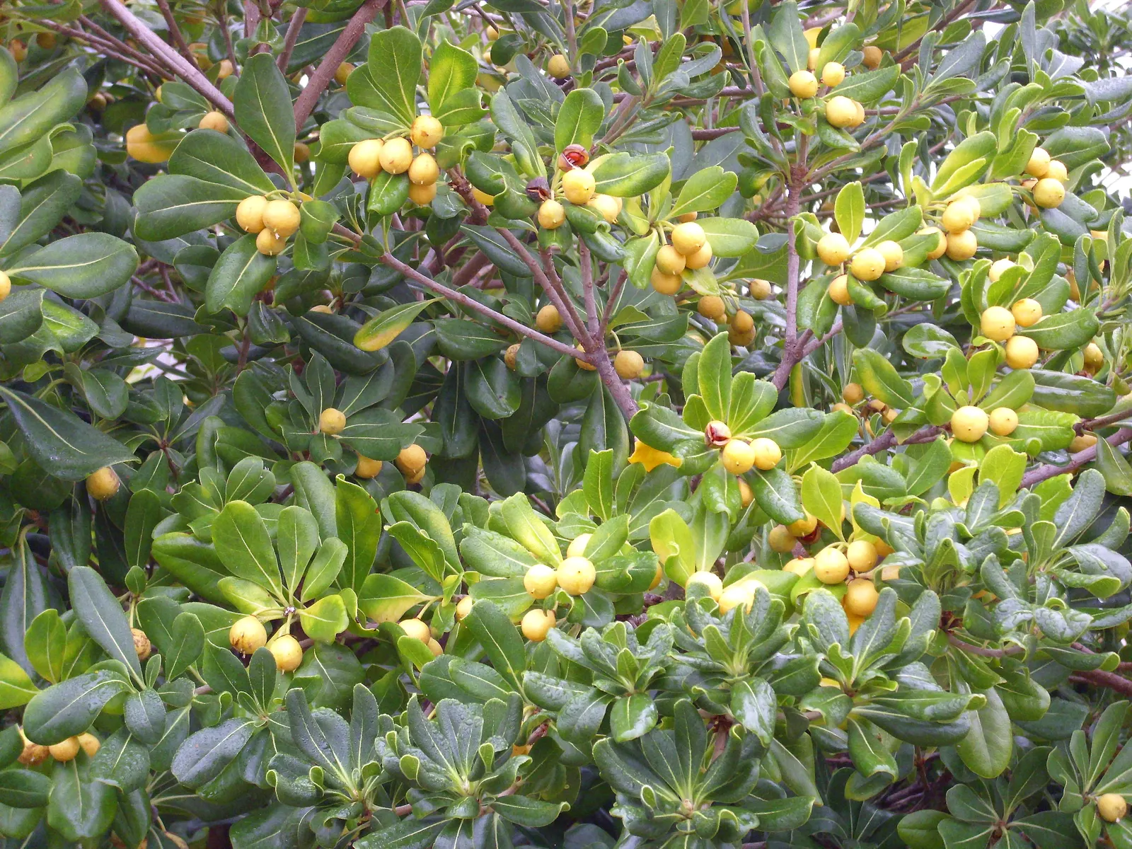 Cheesewood (Pittosporum Viridiflorum) — glossy green leaves that are typically about 1.5 to 4 inches long and 0.6 to 1.5 inches wide; nestled among the foliage