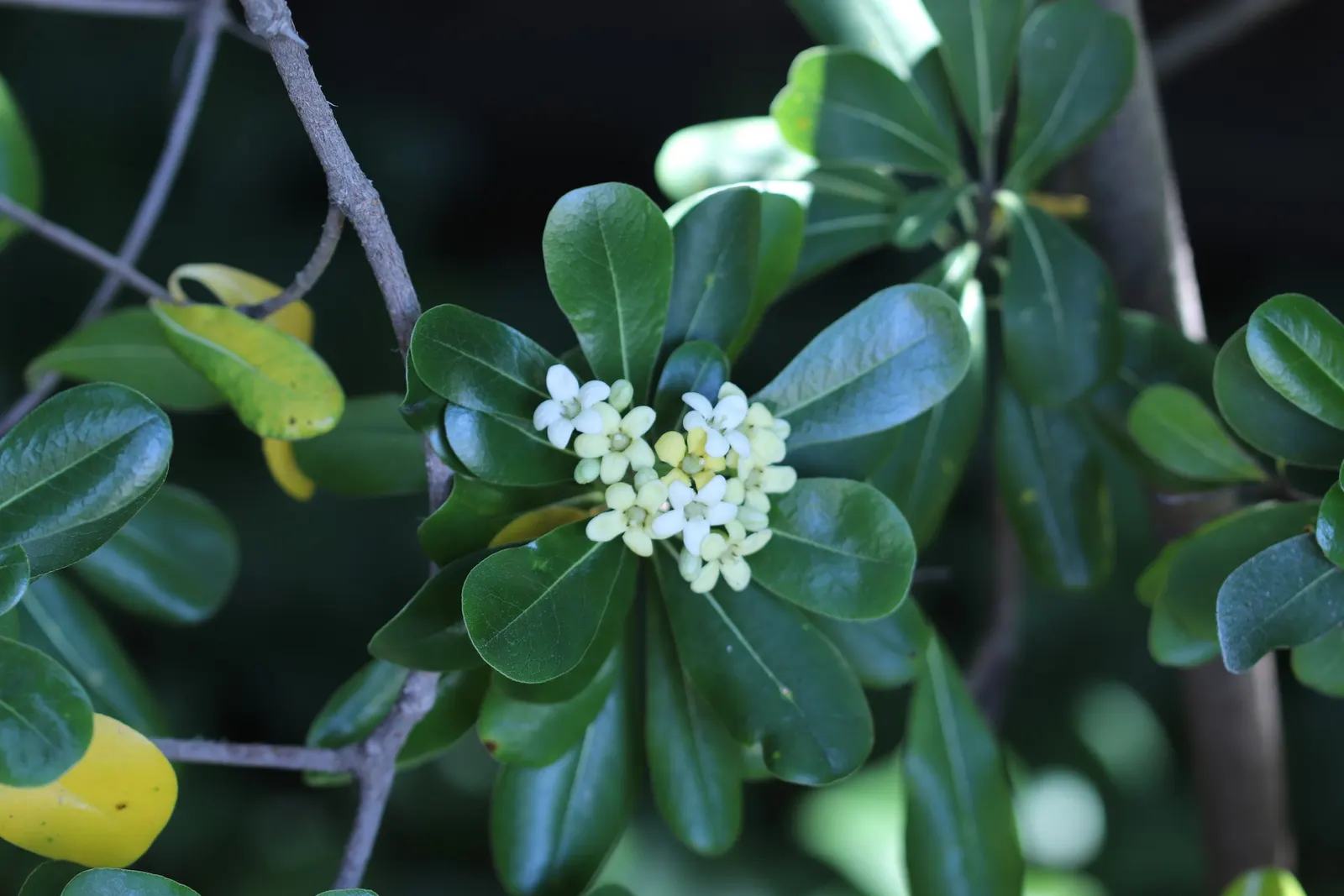 Cheesewood (Pittosporum Viridiflorum) — typically around 10 to 15 feet; commonly referred to as Cheesewood, image 98
