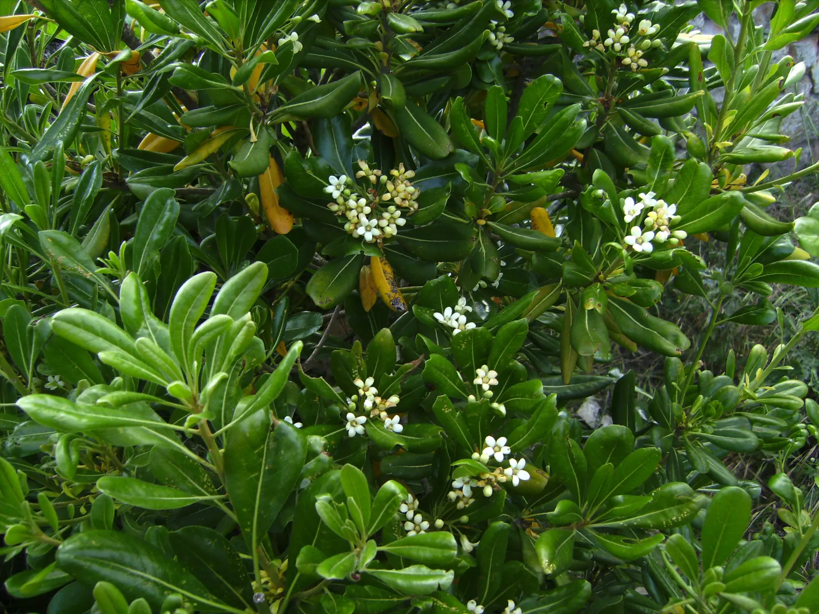 Cheesewood (Pittosporum Viridiflorum) — Thriving in USDA zones 9-11, it prefers well-drained soil and can tolerate partial shade; shrub with white, image 108