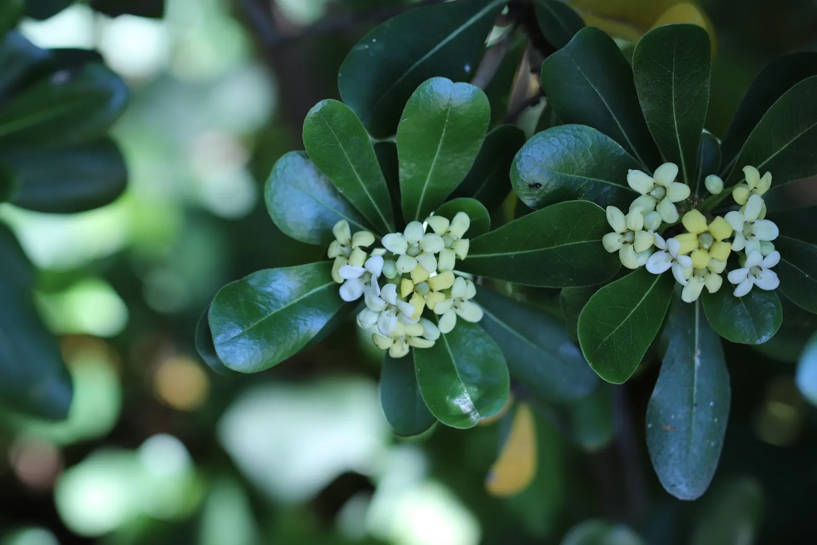 Cheesewood (Pittosporum Viridiflorum) — typically around 10 to 15 feet; commonly referred to as Cheesewood, image 72