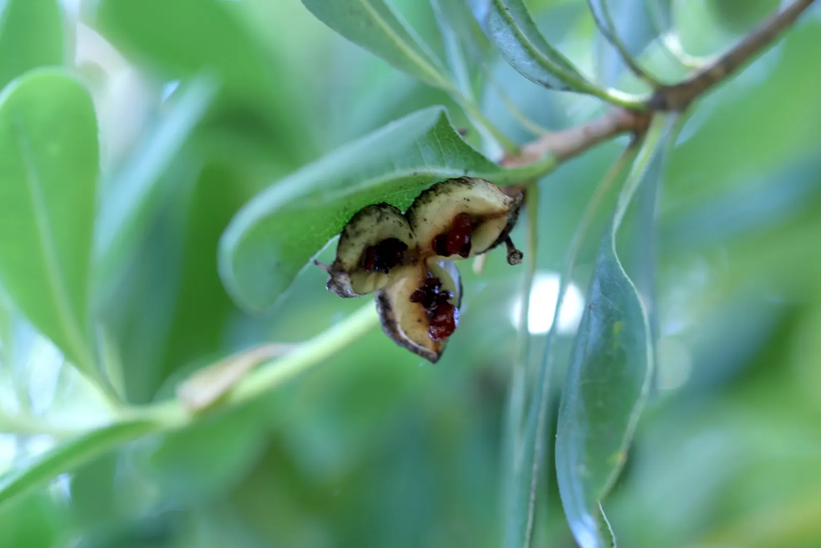 Cheesewood (Pittosporum Viridiflorum) — These blossoms are a subtle addition; it's a versatile plant that can be used as a standalone specimen or, image 66