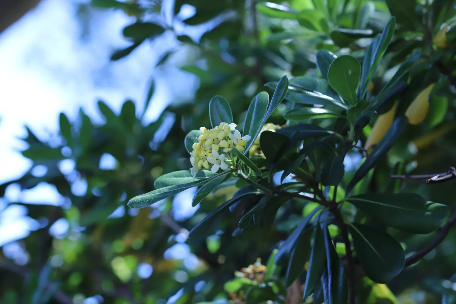Cheesewood (Pittosporum Viridiflorum) — ensure to provide sufficient spacing from other plants; shrub for full, image 71