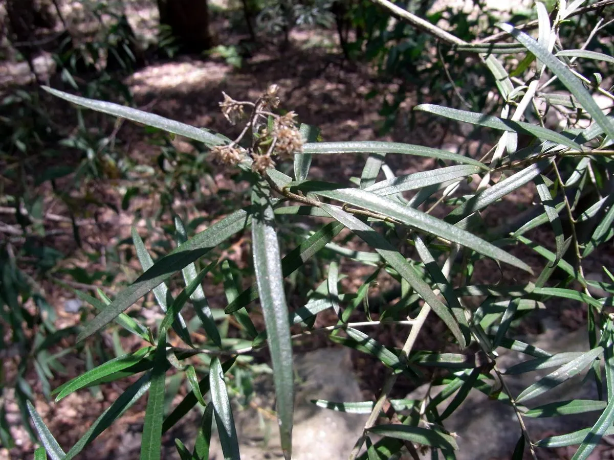 Cheesewood (Pittosporum Viridiflorum) — commonly referred to as Cheesewood; typically around 10 to 15 feet, image 59