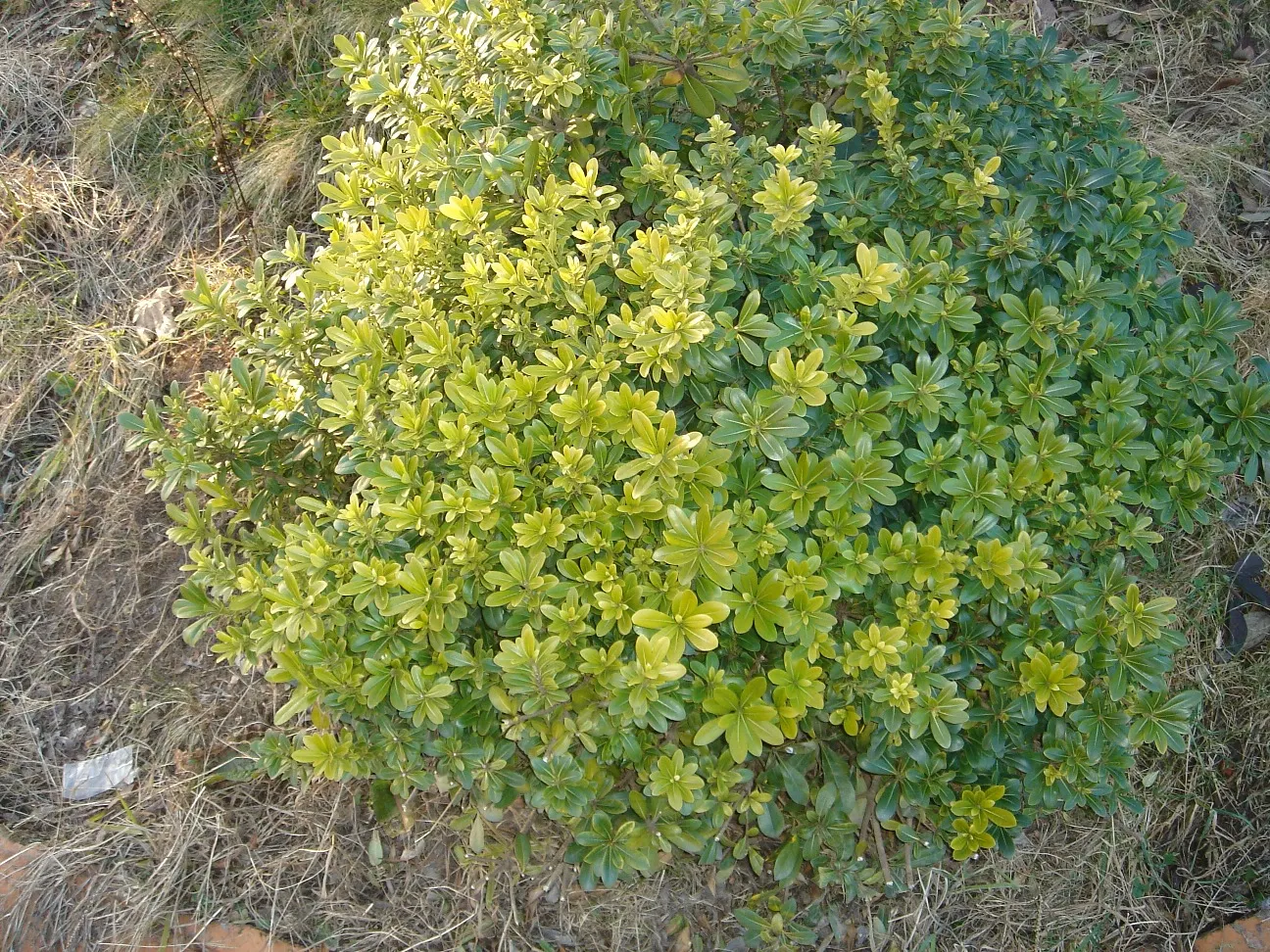 Cheesewood (Pittosporum Viridiflorum) — is renowned for its ornamental beauty and adaptability; commonly known as Cheesewood