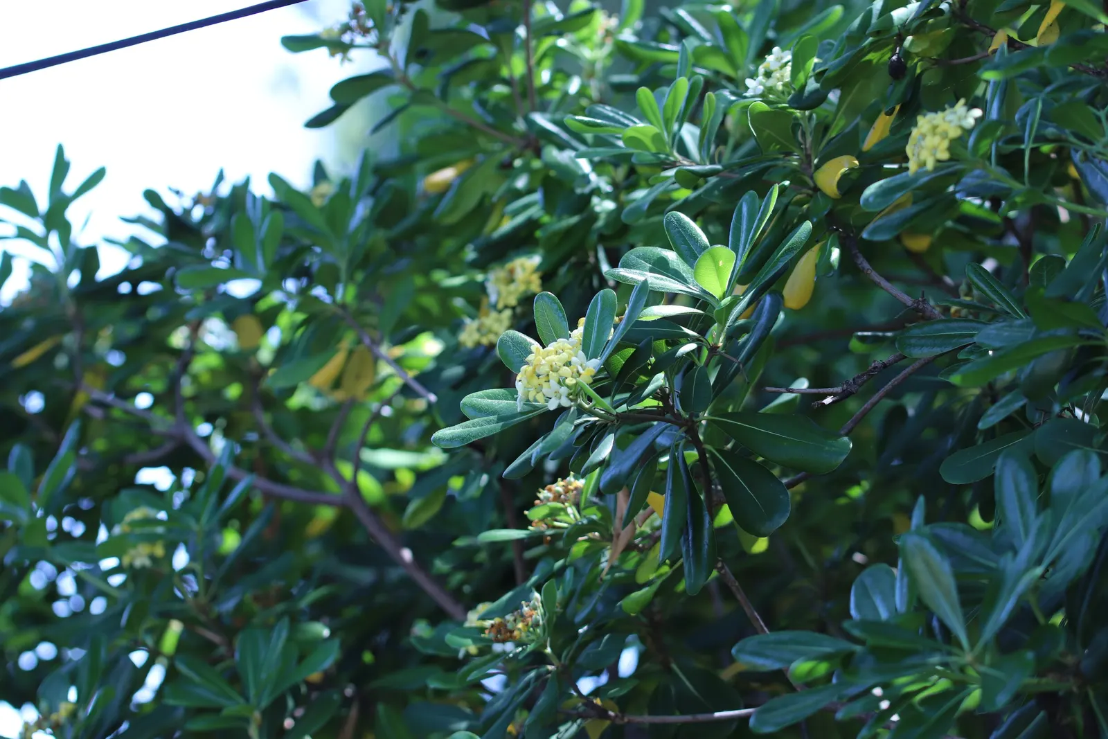 Cheesewood (Pittosporum Viridiflorum) — shrub for full; allowing for the maintenance of desired shapes and sizes within the landscape design, image 104