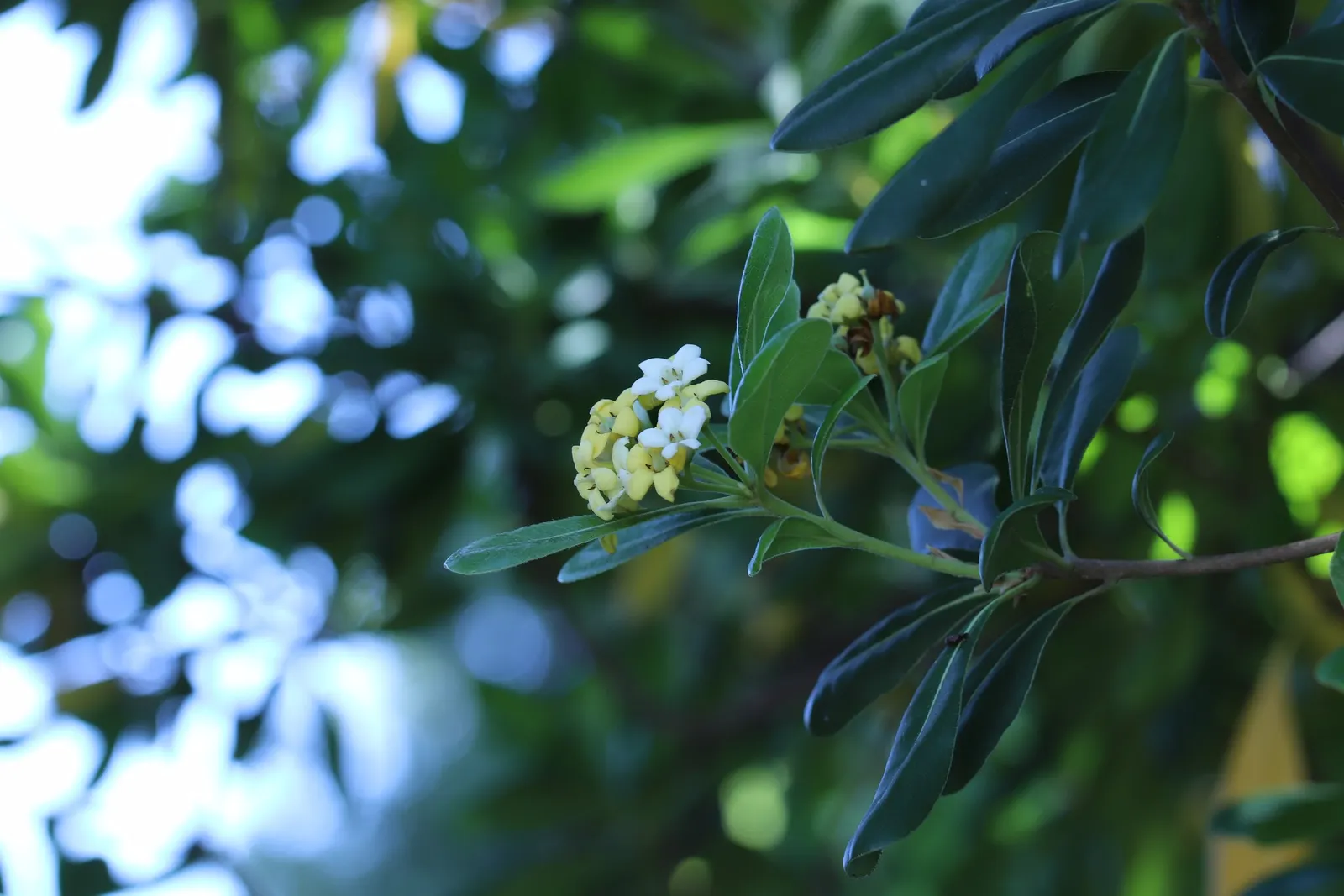 Cheesewood (Pittosporum Viridiflorum) — making it an excellent choice for both private gardens and public landscapes; is renowned for its, image 87