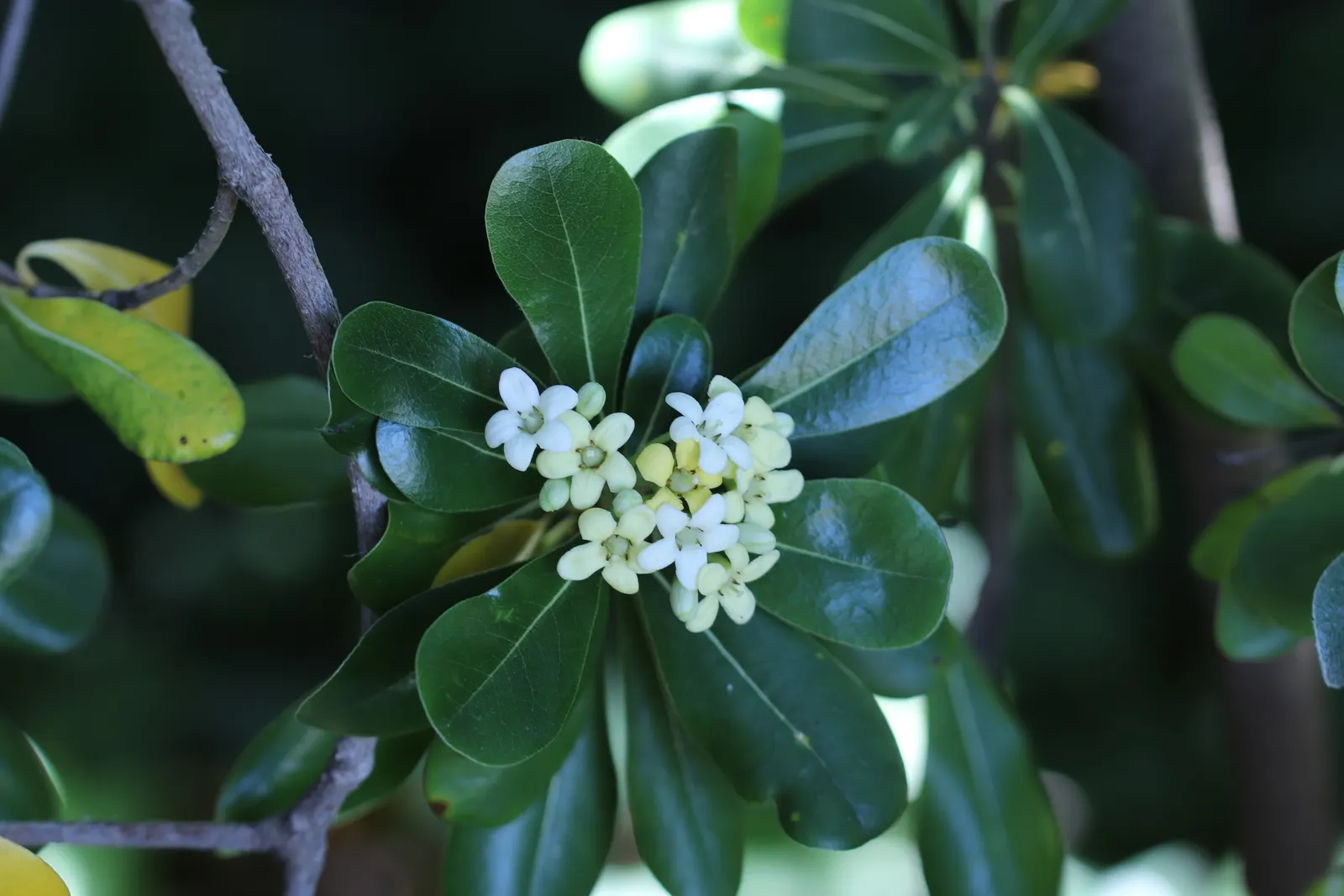 Cheesewood (Pittosporum Viridiflorum) — allowing for the maintenance of desired shapes and sizes within the landscape design; is a versatile, image 75