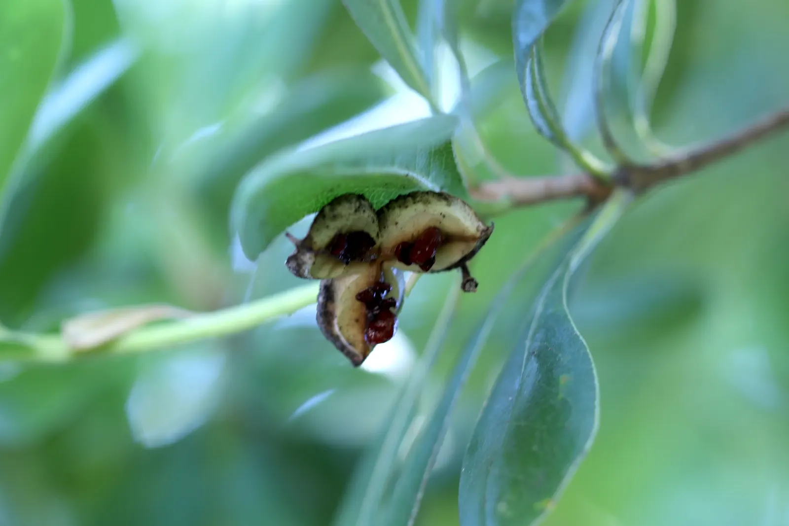 Cheesewood (Pittosporum Viridiflorum) — Its growth rate is moderate, and it thrives in USDA hardiness zones 10 to 11; gardeners will also appreciate that