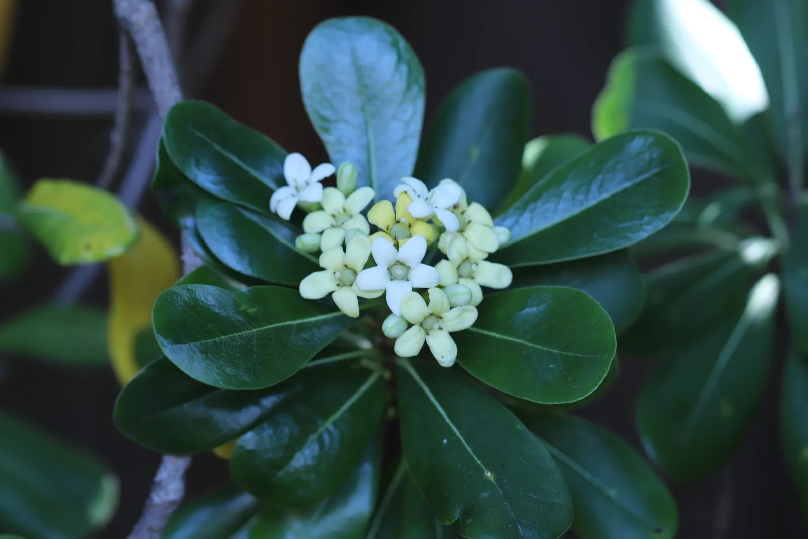 Cheesewood (Pittosporum Viridiflorum) — is a versatile evergreen shrub that reaches up to 15 feet in height; its growth rate is moderate, and it, image 106
