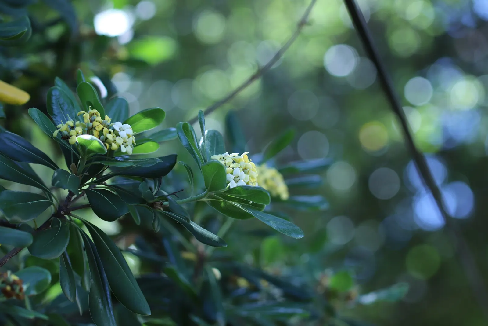 Cheesewood (Pittosporum Viridiflorum) — Given its size and aesthetic appeal; ensure to provide sufficient spacing from other plants, image 70