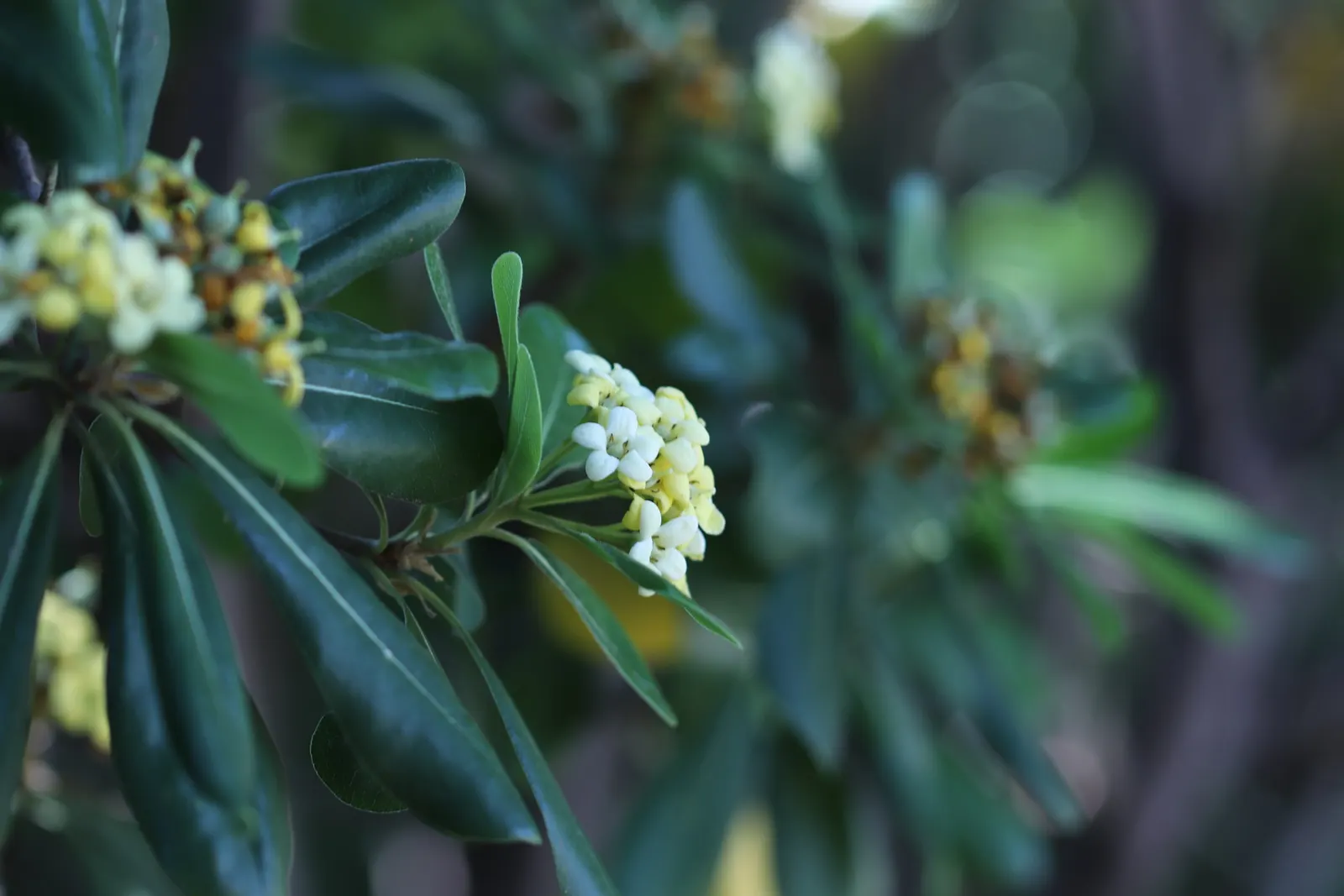 Cheesewood (Pittosporum Viridiflorum) — is renowned for its ornamental beauty and adaptability; commonly known as Cheesewood, image 86