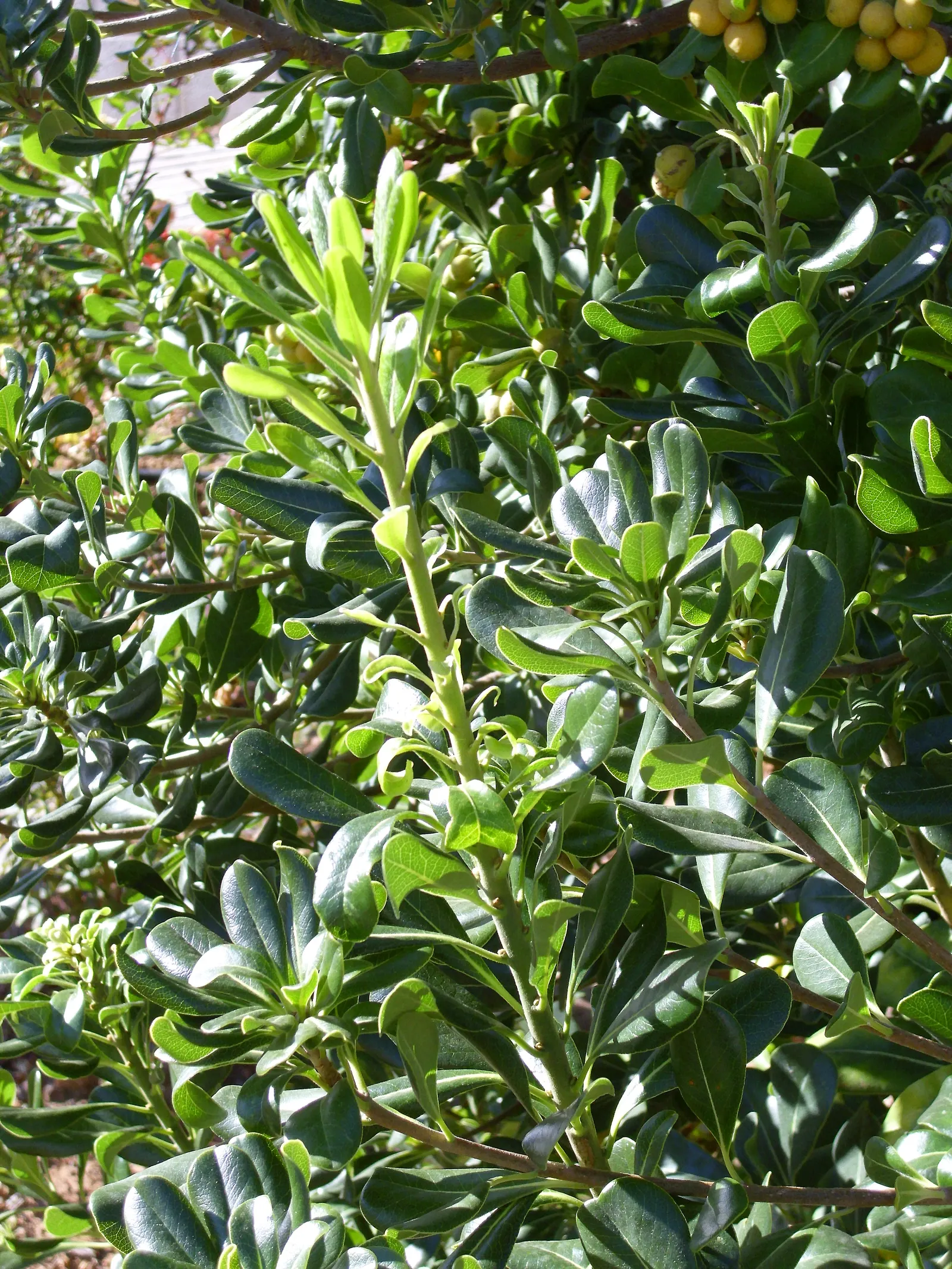 Cheesewood (Pittosporum Viridiflorum) — shrub with white blooms; and are followed by yellow, image 103