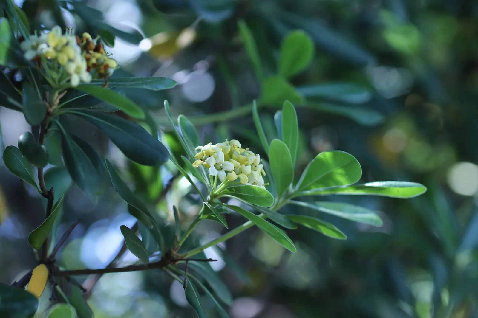 Cheesewood (Pittosporum Viridiflorum) — commonly known as Cheesewood; thriving in USDA zones 9-11, it prefers well-drained soil and can tolerate, image 105