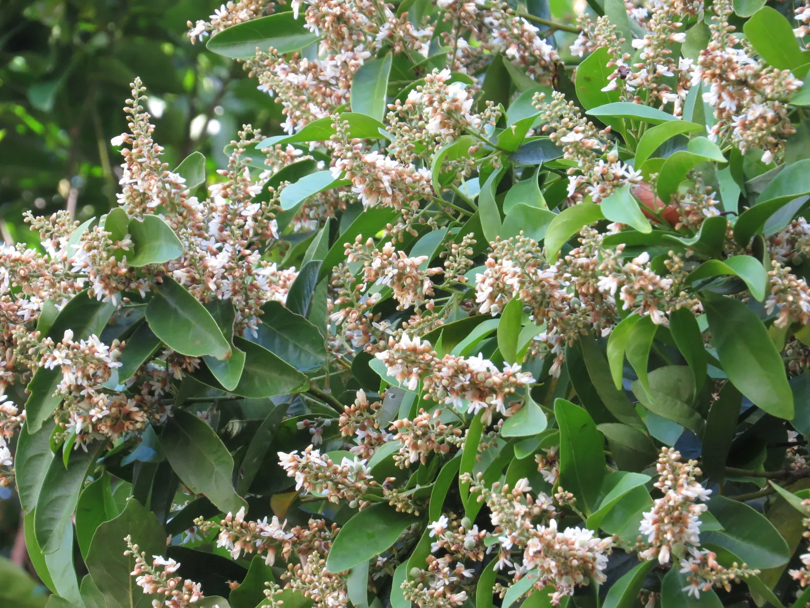 Cheesewood (Pittosporum Viridiflorum) — ensure to provide sufficient spacing from other plants; shrub for full, image 97