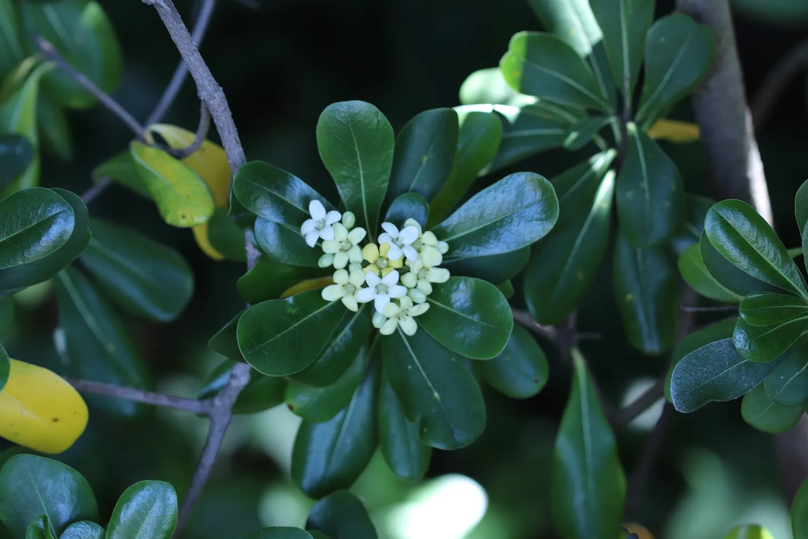 Cheesewood (Pittosporum Viridiflorum) — and are followed by yellow; ideal for screens and hedges, its compact growth habit requires minimal pruning, image 68