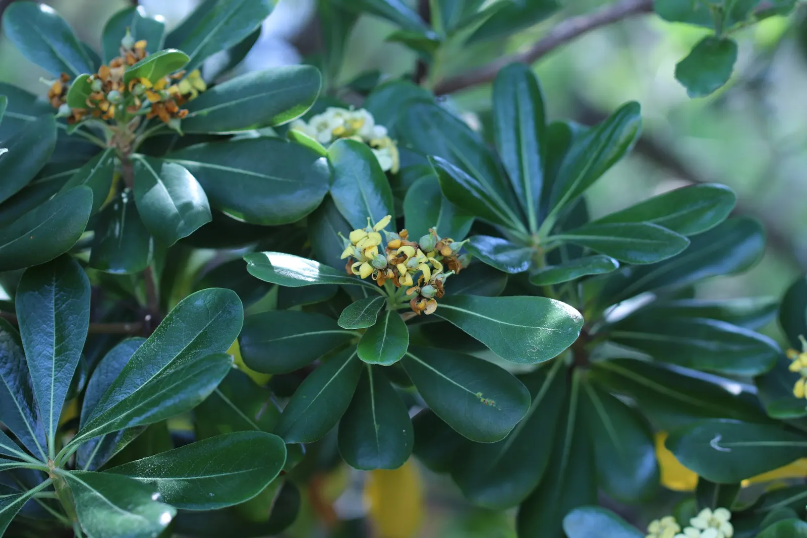 Cheesewood (Pittosporum Viridiflorum) — Hardy and low-maintenance, it's a superb choice for varied designs; and mildly fragrant flowers, image 110