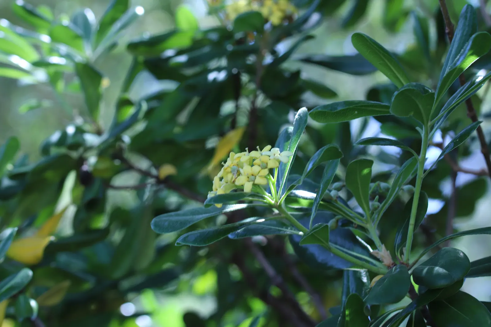 Cheesewood (Pittosporum Viridiflorum) — The trunk and branches form a pleasing; its dense, glossy green foliage and small, fragrant yellow-green, image 64