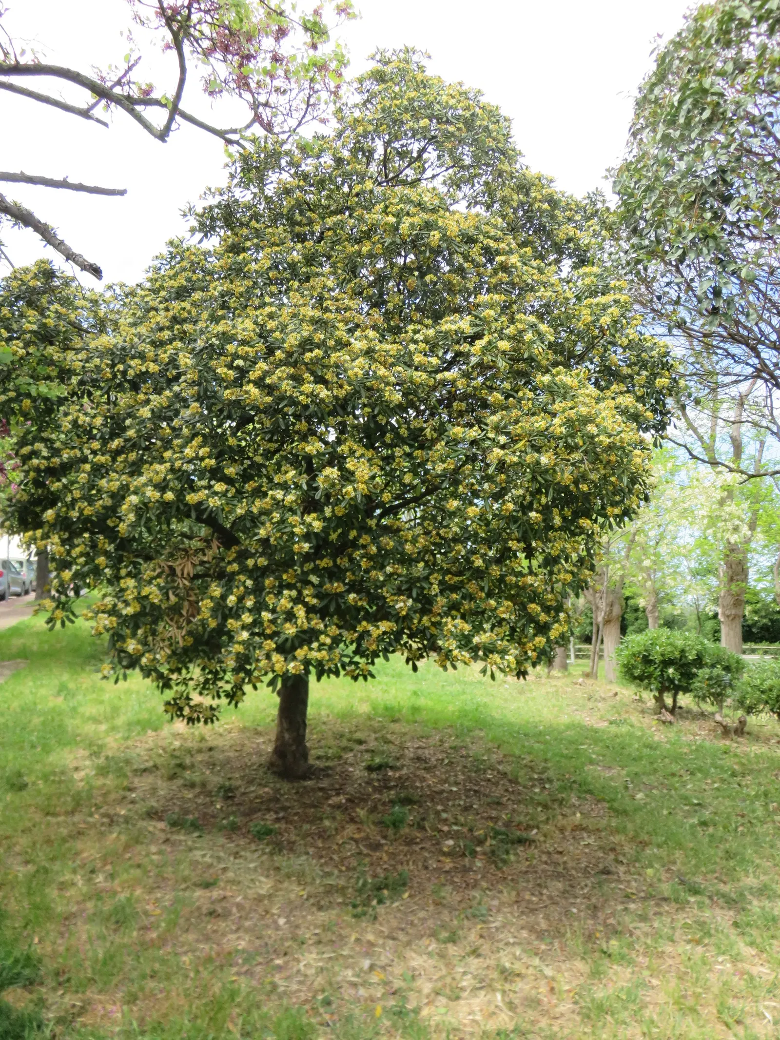 Cheesewood (Pittosporum Viridiflorum) — Its dense, glossy green foliage and small, fragrant yellow-green flowers add texture and aroma to, image 81