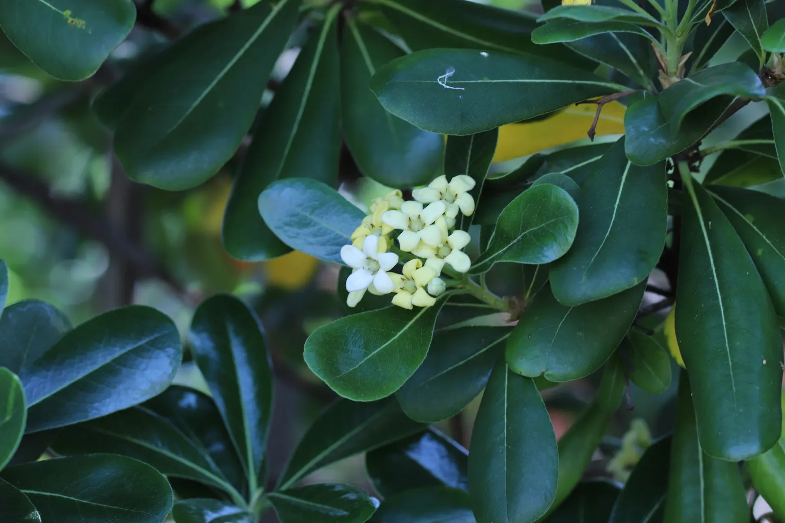Cheesewood (Pittosporum Viridiflorum) — to accommodate its mature spread and height; these blossoms are a subtle addition, image 99