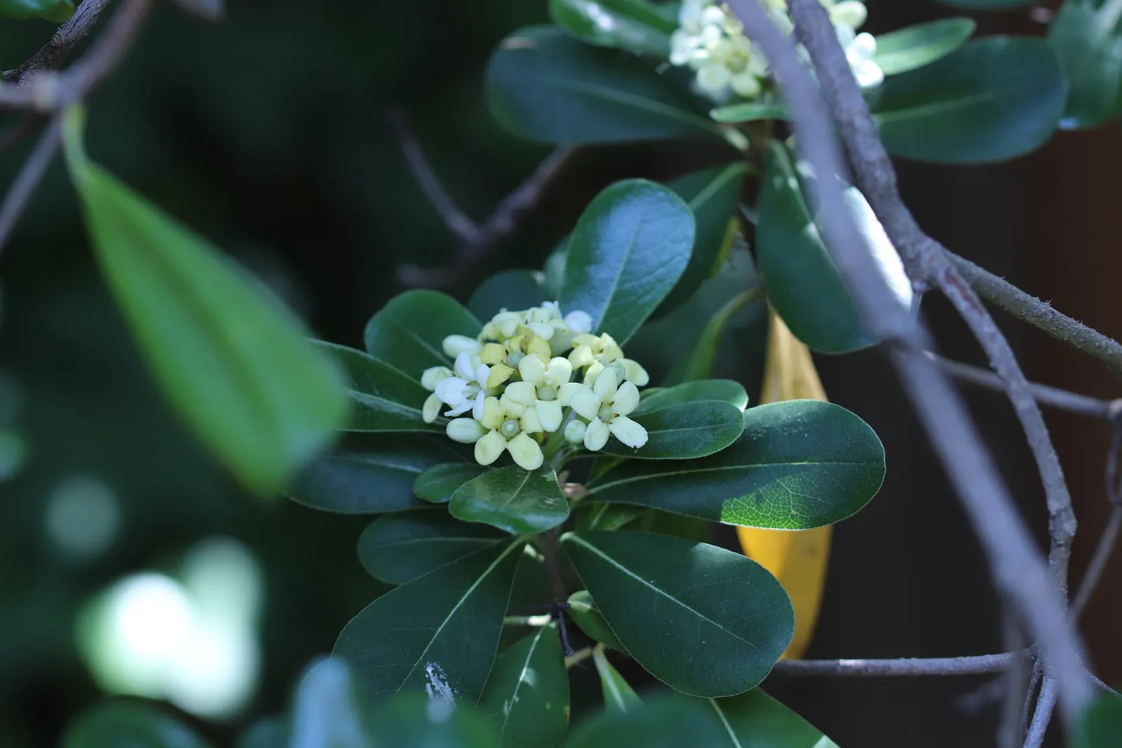 Cheesewood (Pittosporum Viridiflorum) — Gardeners will also appreciate that Cheesewood responds well to pruning; to accommodate its mature spread and height