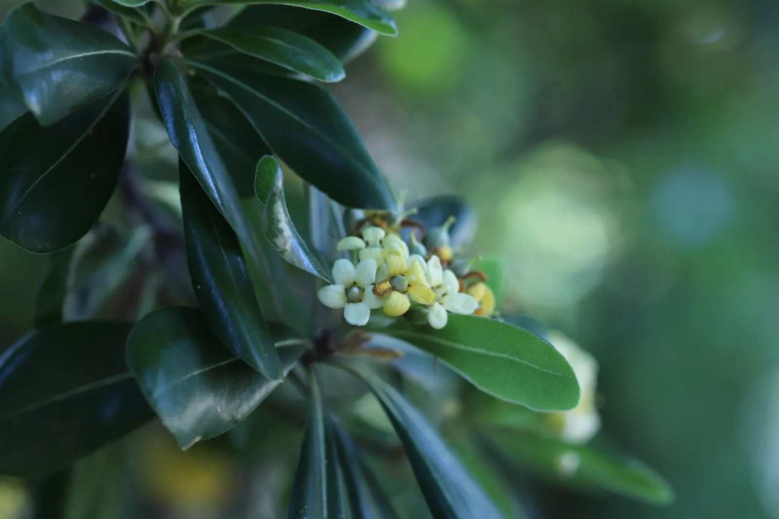 Cheesewood (Pittosporum Viridiflorum) — shrub with white blooms