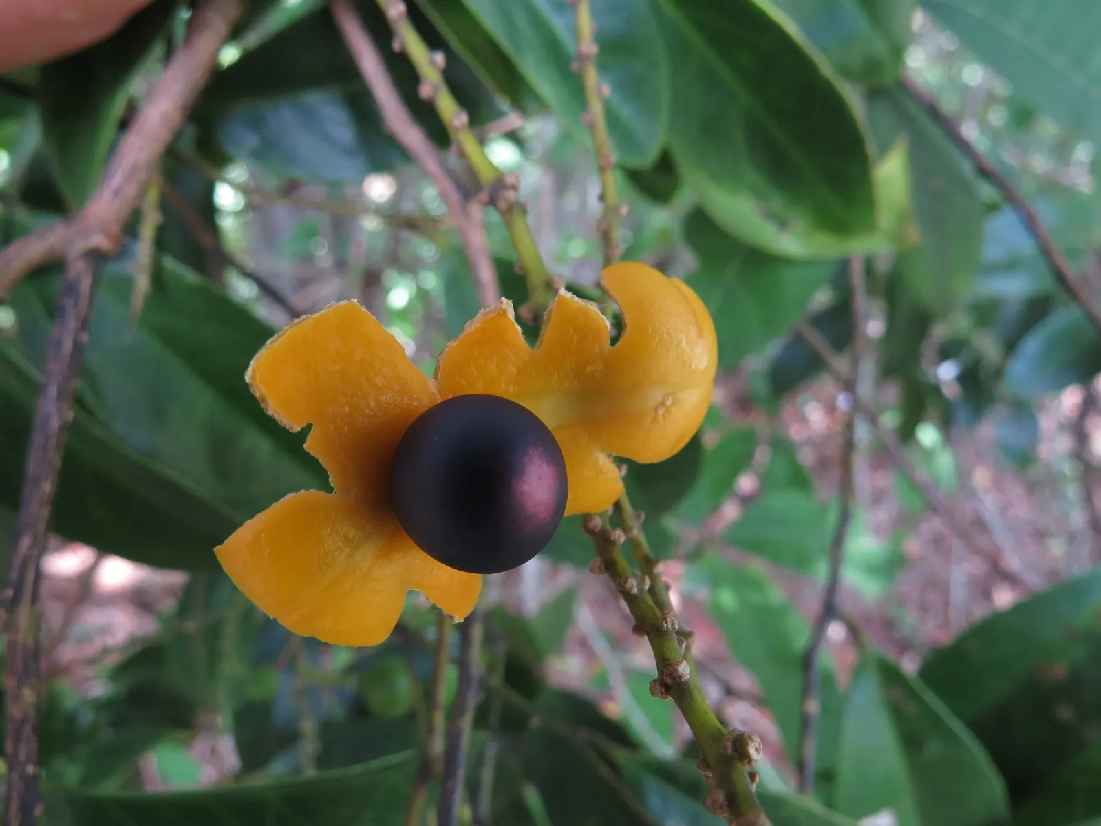 Cheesewood (Pittosporum Viridiflorum) — Ideal for screens and hedges, its compact growth habit requires minimal pruning; hardy and low-maintenance, image 83