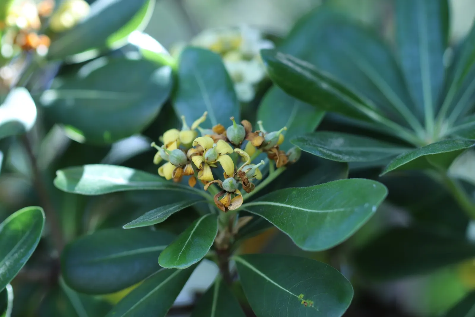 Cheesewood (Pittosporum Viridiflorum) — Ideal for screens and hedges, its compact growth habit requires minimal pruning; hardy and low-maintenance, image 109