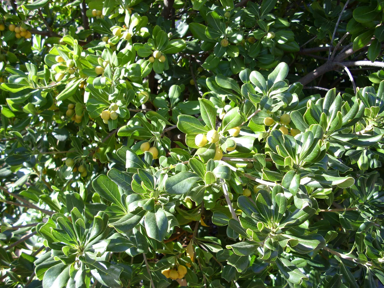Cheesewood (Pittosporum Viridiflorum) — allowing for the maintenance of desired shapes and sizes within the landscape design; is a versatile, image 101