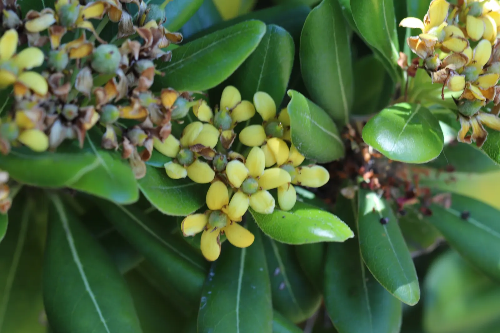 Cheesewood (Pittosporum Viridiflorum) — glossy green leaves that are typically about 1.5 to 4 inches long and 0.6 to 1.5 inches wide; nestled among, image 88