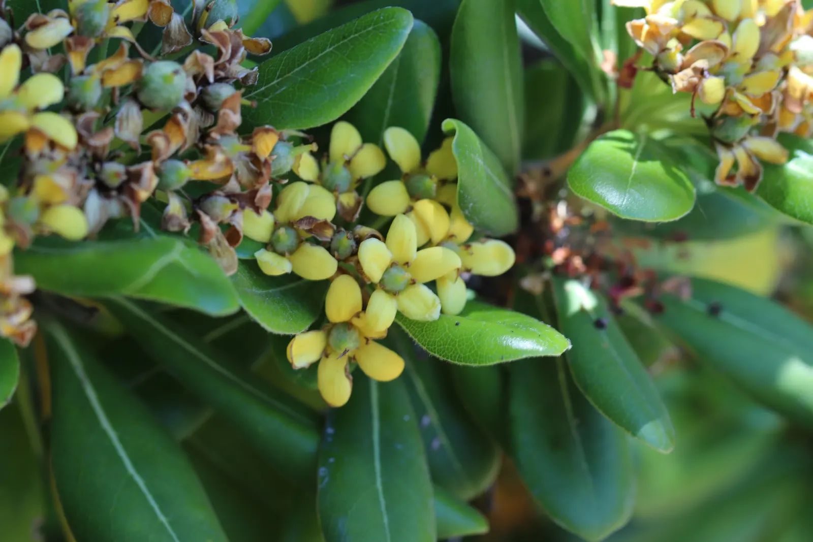 Cheesewood (Pittosporum Viridiflorum) — nestled among the foliage; white flowers in the garden, image 67