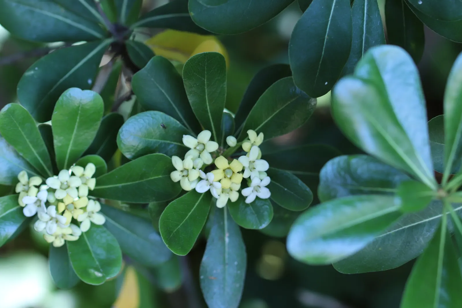 Cheesewood (Pittosporum Viridiflorum) — Given its size and aesthetic appeal; ensure to provide sufficient spacing from other plants, image 96