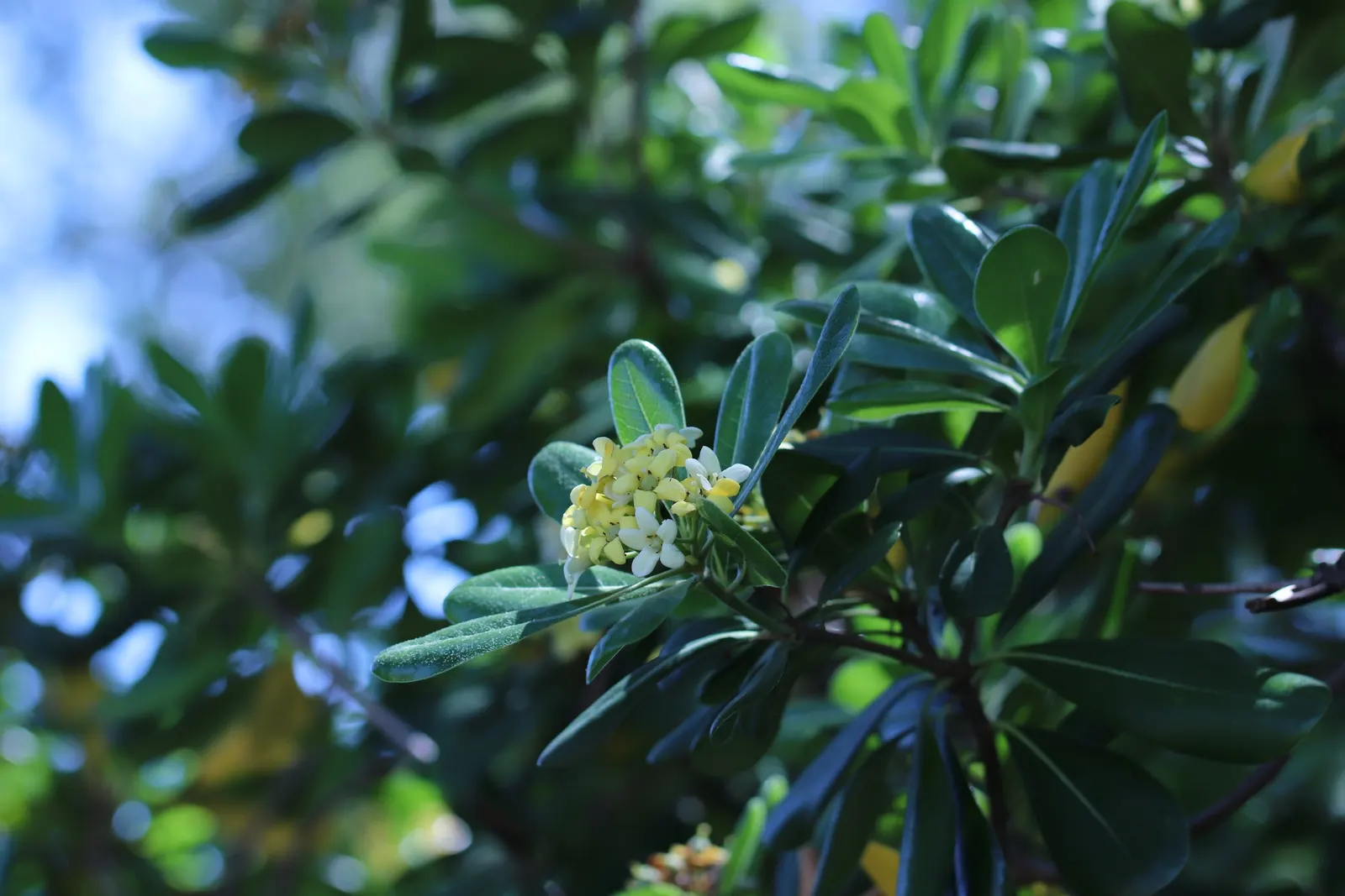 Cheesewood (Pittosporum Viridiflorum) — shrub for full