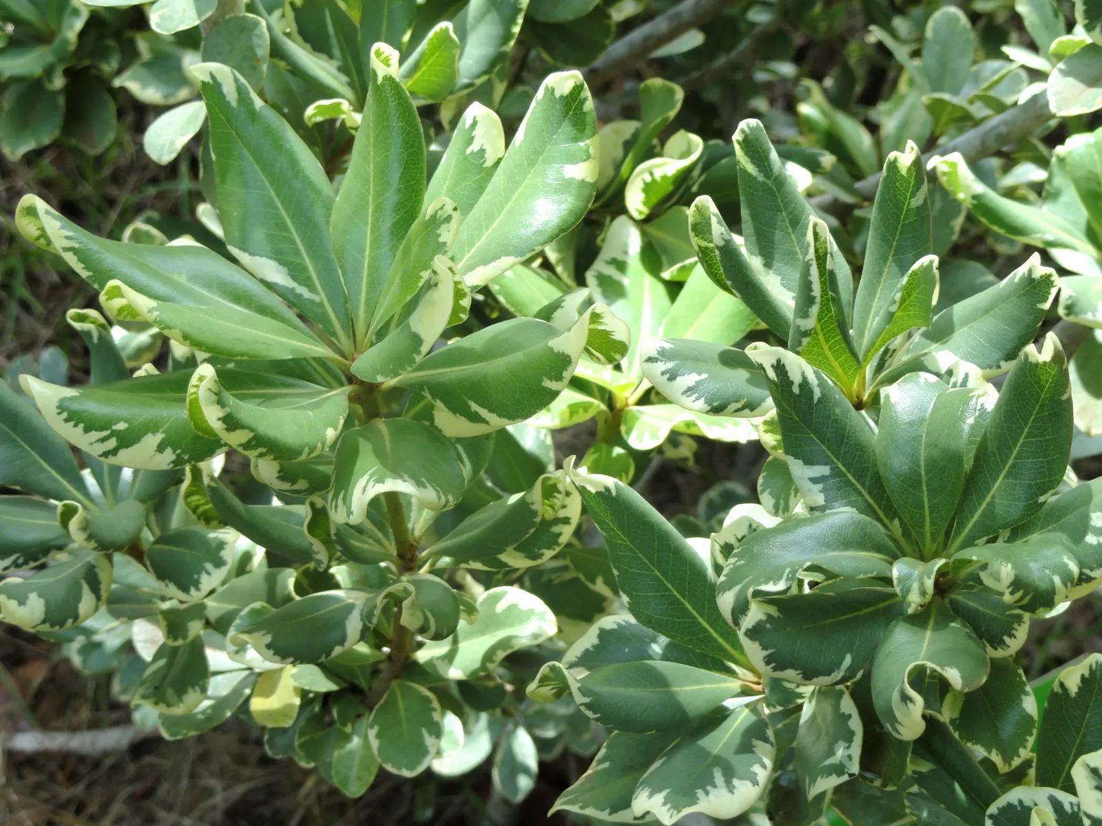 Cheesewood (Pittosporum Viridiflorum) — ensure to provide sufficient spacing from other plants; shrub for full