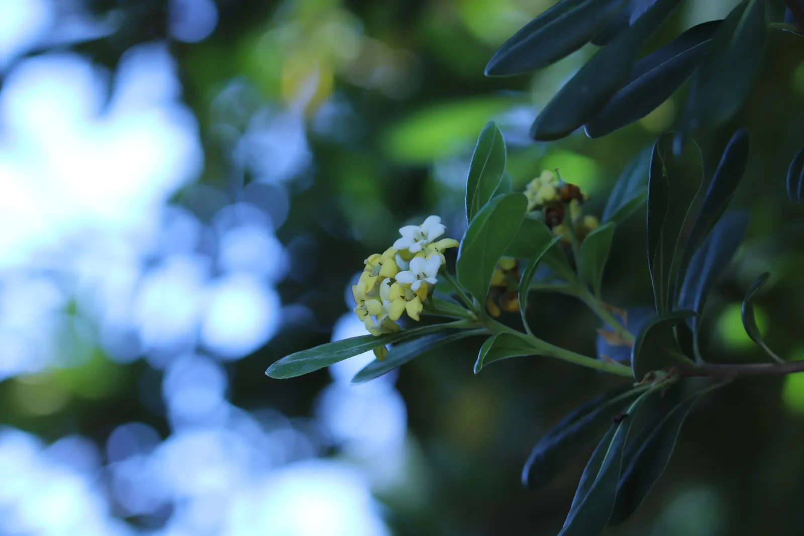 Cheesewood (Pittosporum Viridiflorum) — It's a versatile plant that can be used as a standalone specimen or grouped as a hedge or screen