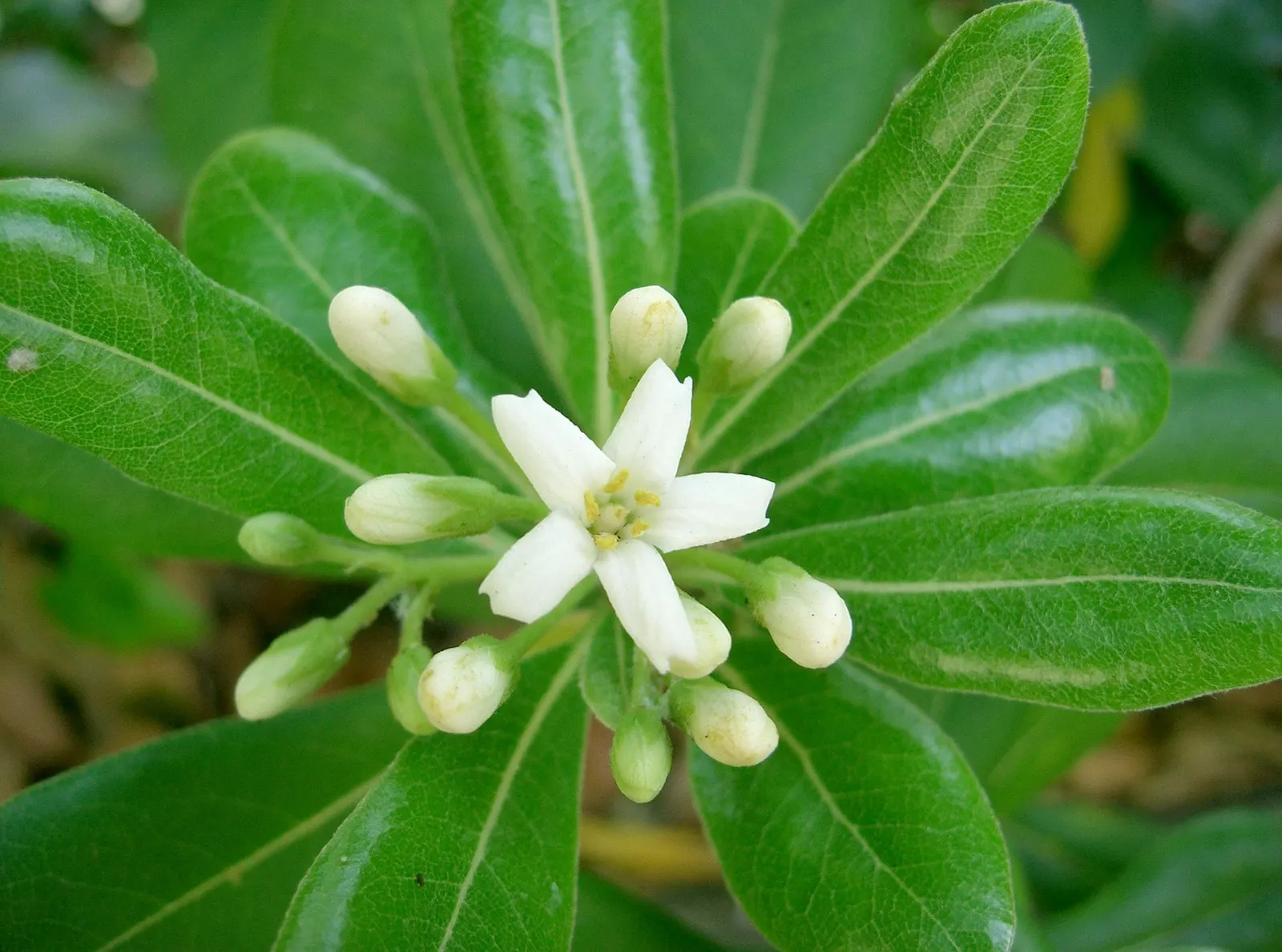 Cheesewood (Pittosporum Viridiflorum) — Thriving in USDA zones 9-11, it prefers well-drained soil and can tolerate partial shade; shrub with white, image 82