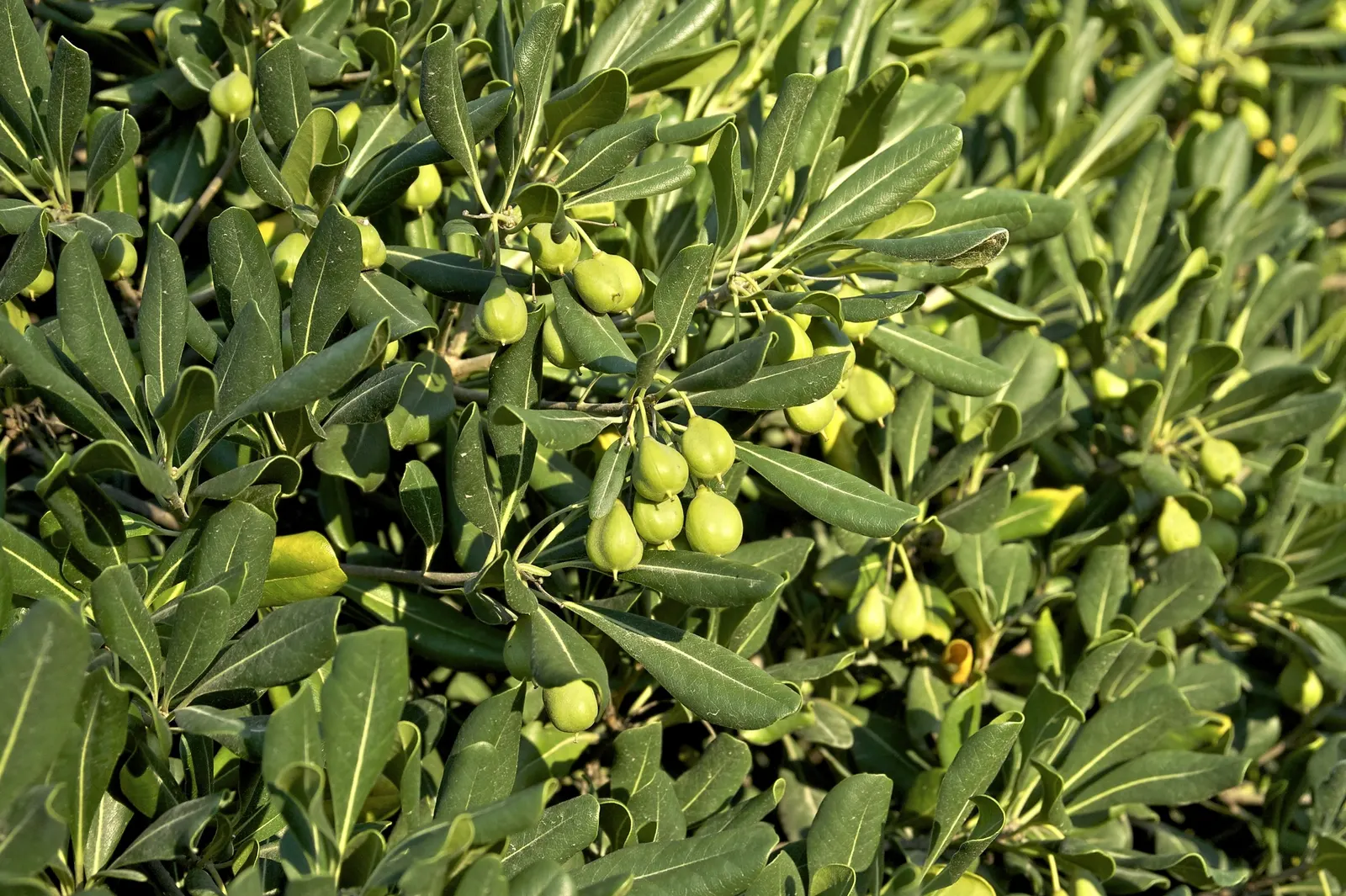 Cheesewood (Pittosporum Viridiflorum) — glossy green leaves that are typically about 1.5 to 4 inches long and 0.6 to 1.5 inches wide