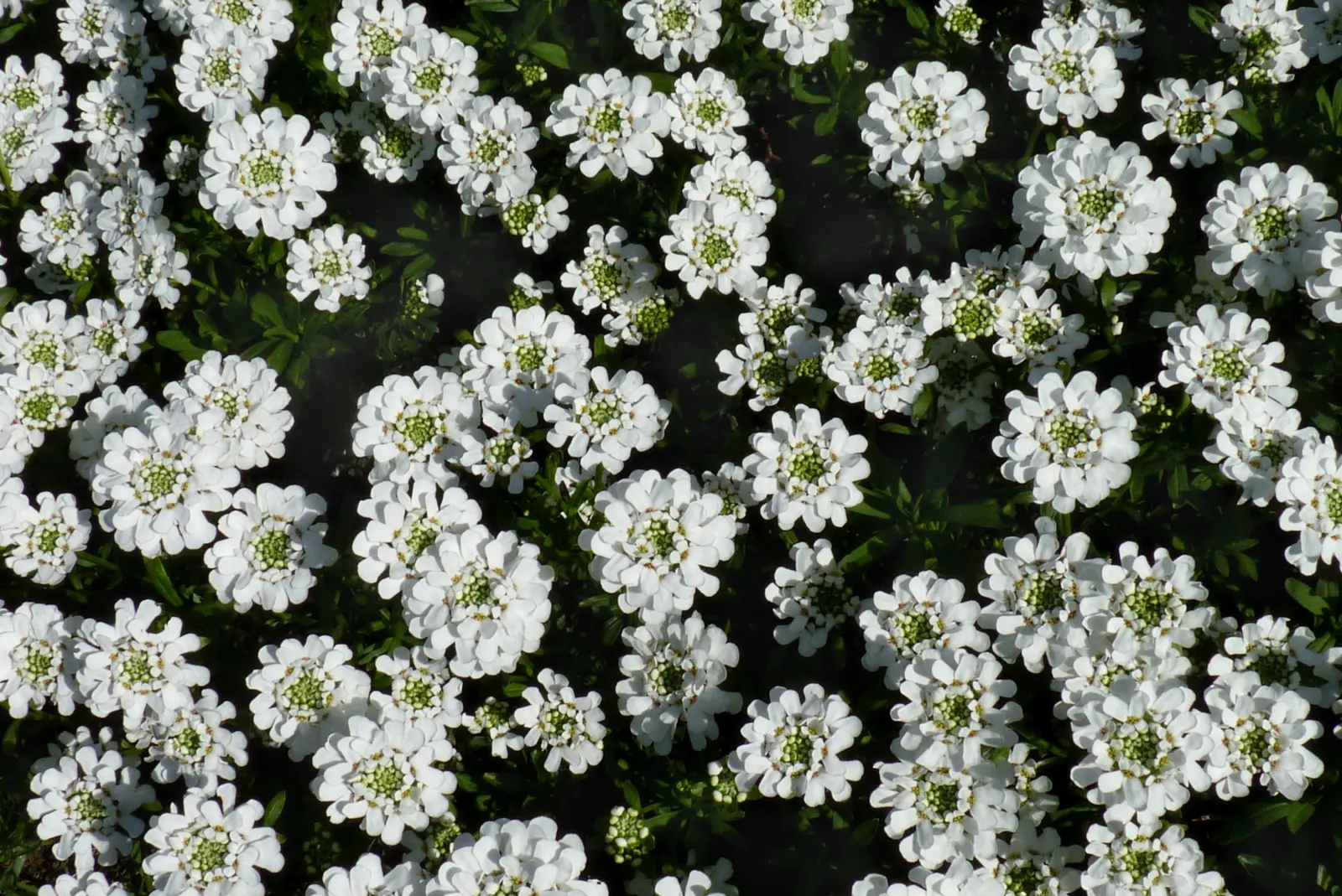 Evergreen Candytuft (Iberis Sempervirens) — the Evergreen Candytuft is both drought-tolerant and deer-resistant