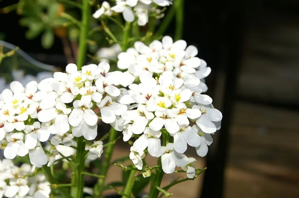 Evergreen Candytuft (Iberis Sempervirens) — dark-green foliage and profusion of pure white flowers