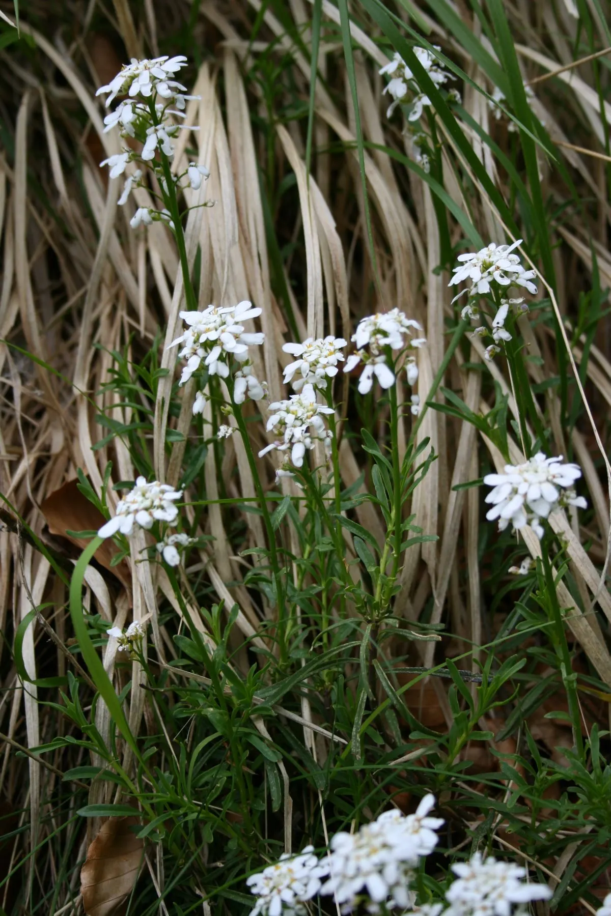 Evergreen Candytuft (Iberis Sempervirens) — annual / ground cover / perennial with white blooms