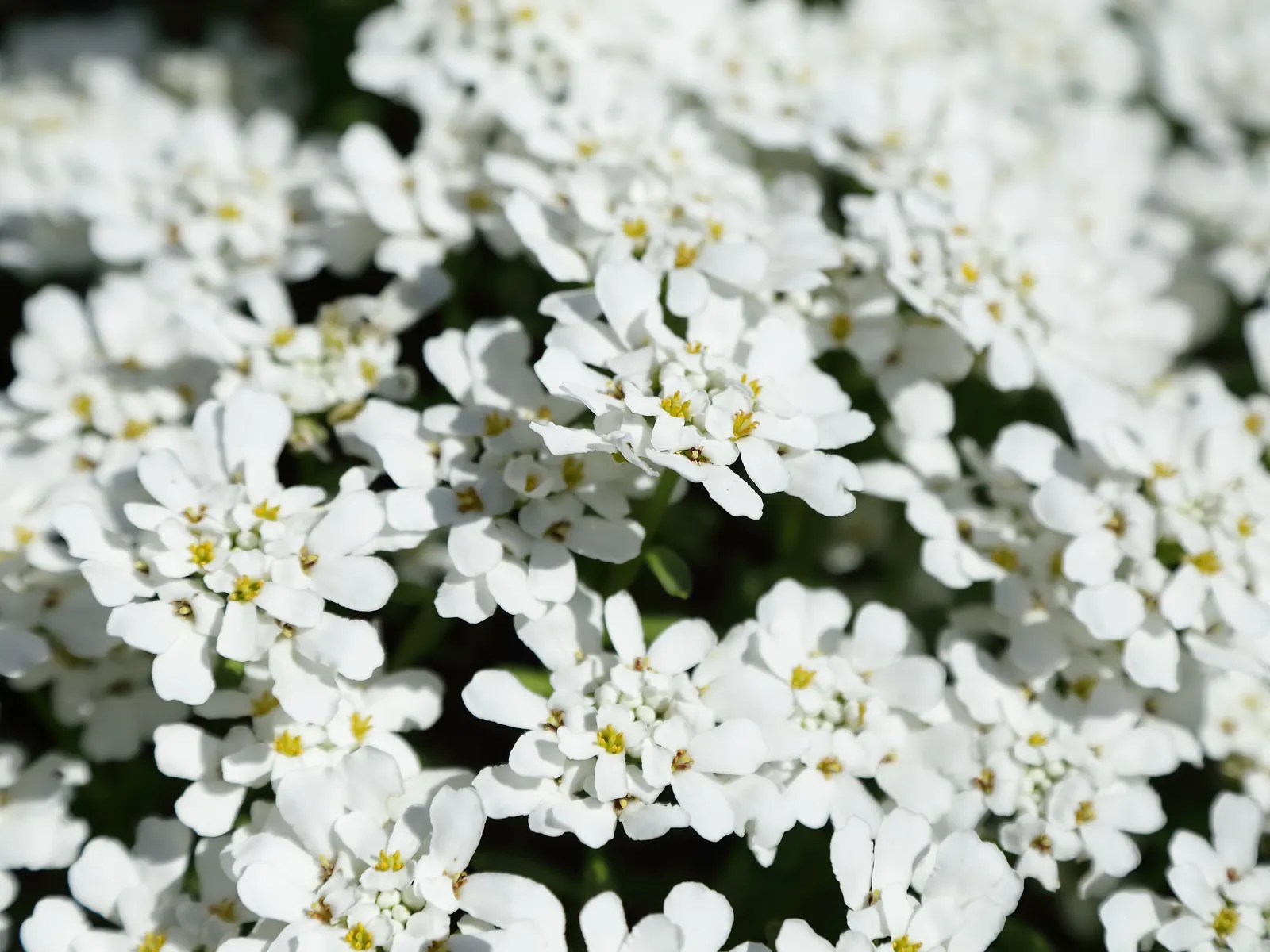 Evergreen Candytuft (Iberis Sempervirens) — pure white blooms in early to mid-spring; the Evergreen Candytuft is both drought-tolerant and, image 55
