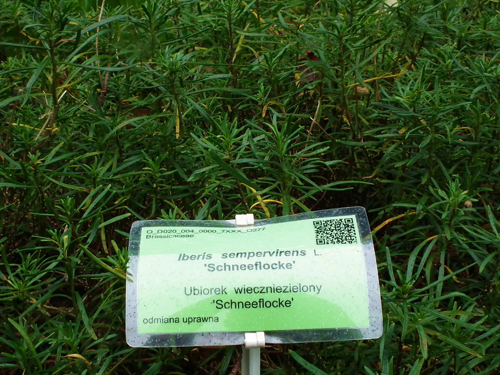 Evergreen Candytuft (Iberis Sempervirens) — A member of the Brassicaceae family