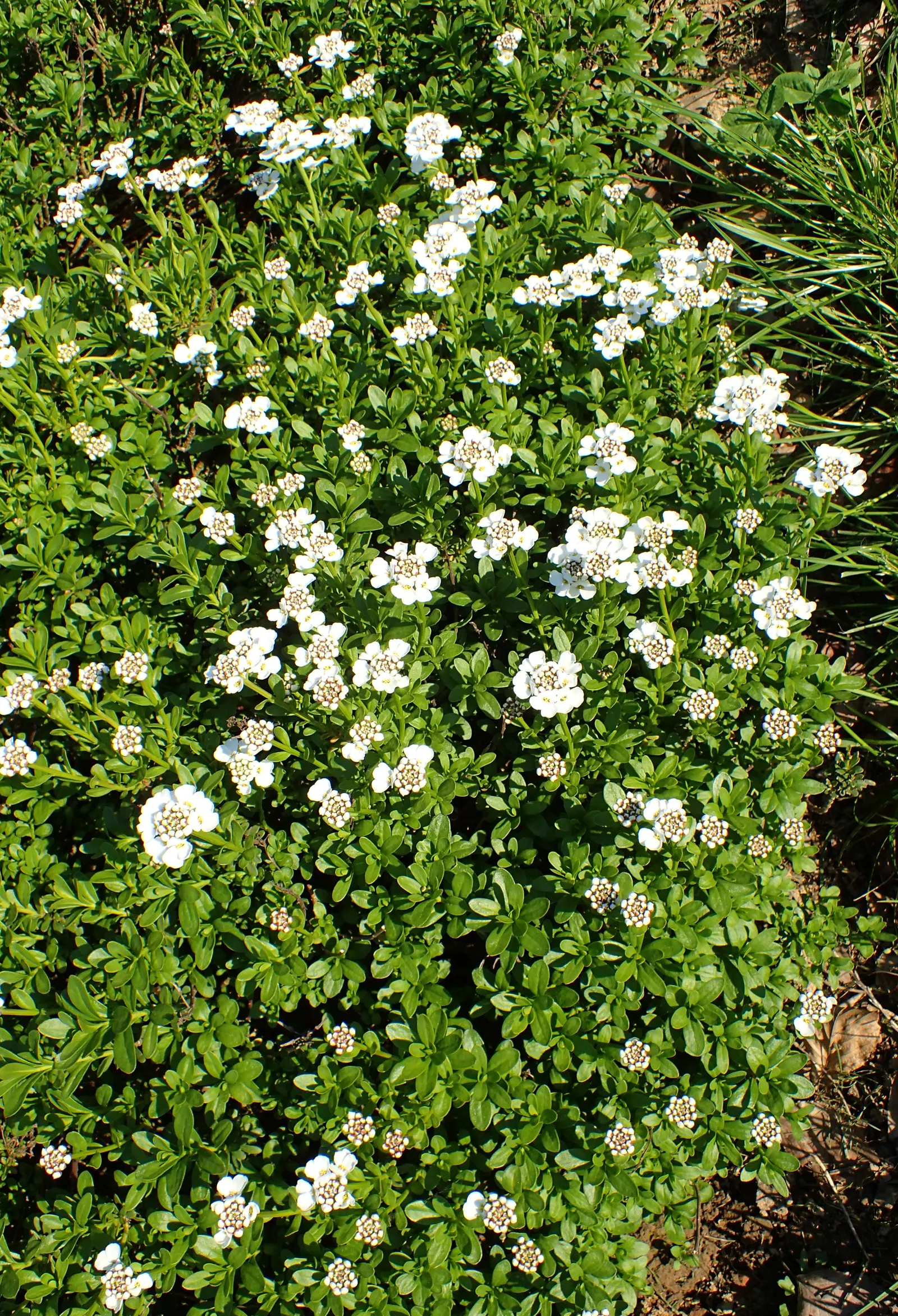 Evergreen Candytuft (Iberis Sempervirens) — aside from occasional trimming post-flowering to maintain a tidy appearance and to encourage additional, image 47