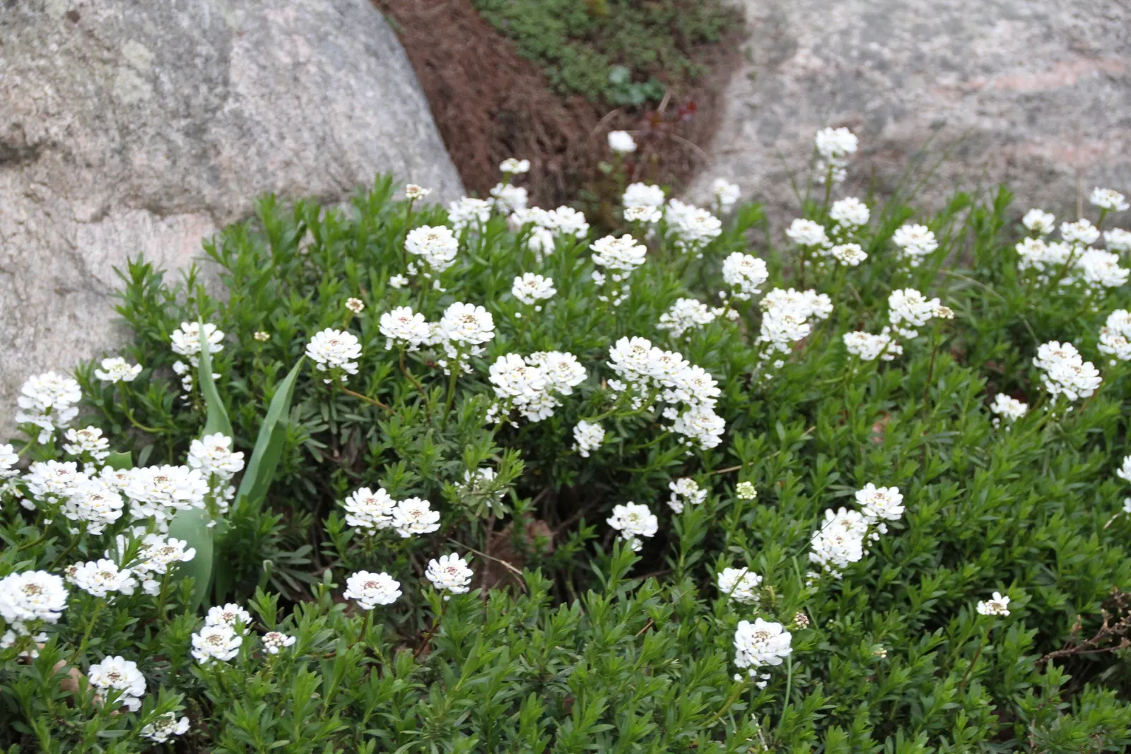 Evergreen Candytuft (Iberis Sempervirens) — dark green mounds up to 12 inches high and 18 inches wide; this plant is esteemed for its dense