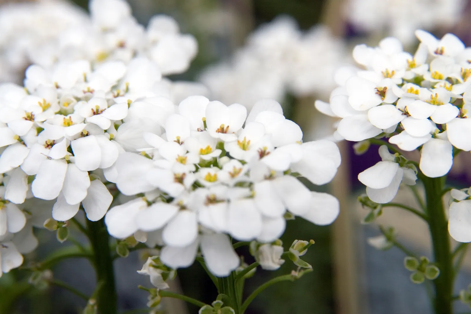 Evergreen Candytuft (Iberis Sempervirens) — making it a steadfast choice for a variety of landscape settings; annual / ground cover / perennial for full or half