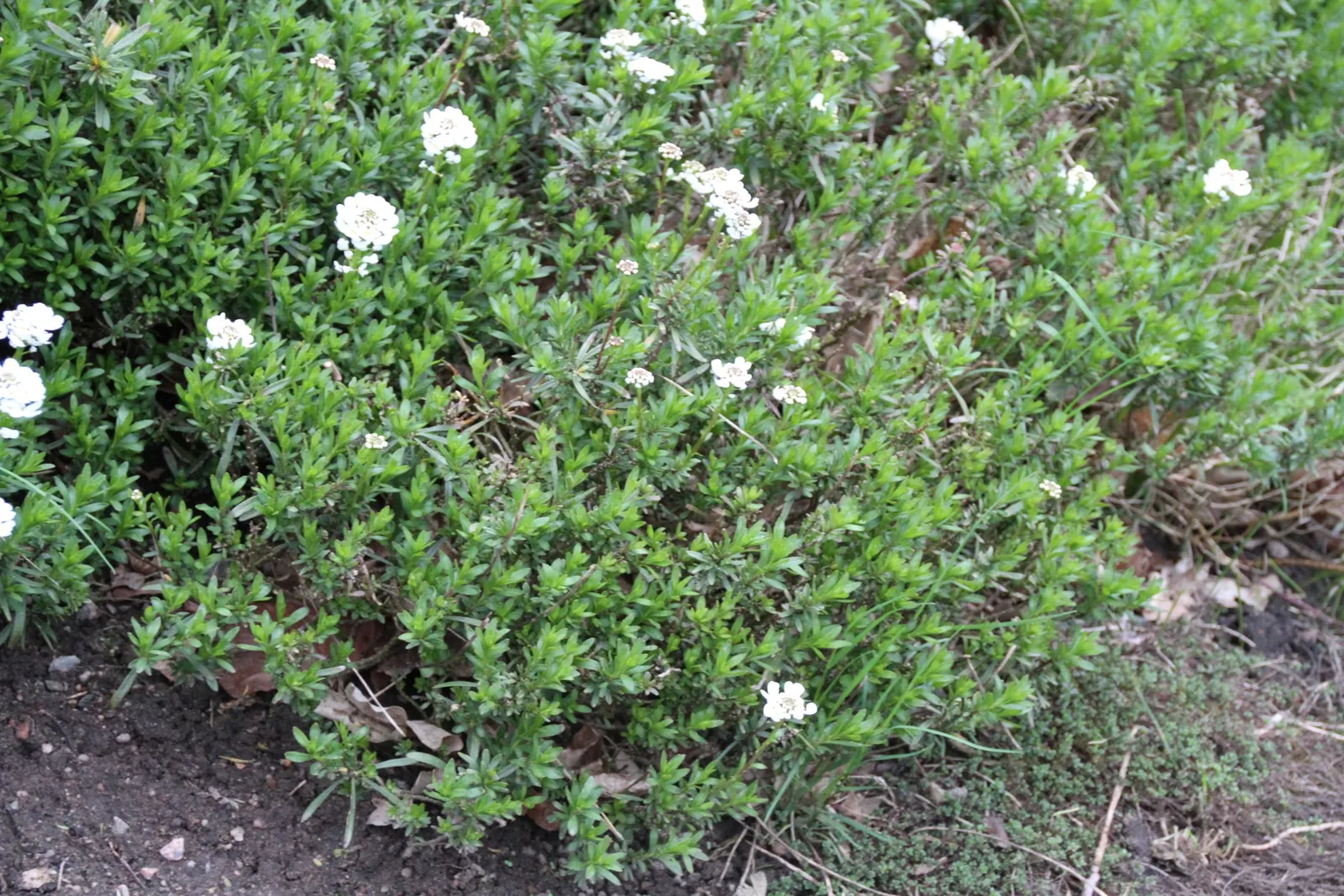 Evergreen Candytuft (Iberis Sempervirens) — thus supporting local pollinator populations; dark green mounds up to 12 inches high and 18 inches wide