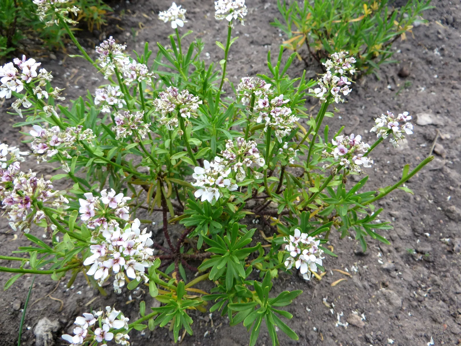 Evergreen Candytuft (Iberis Sempervirens) — is a perennial fixture well-suited to many landscape designs due to its hardiness and ornamental appeal