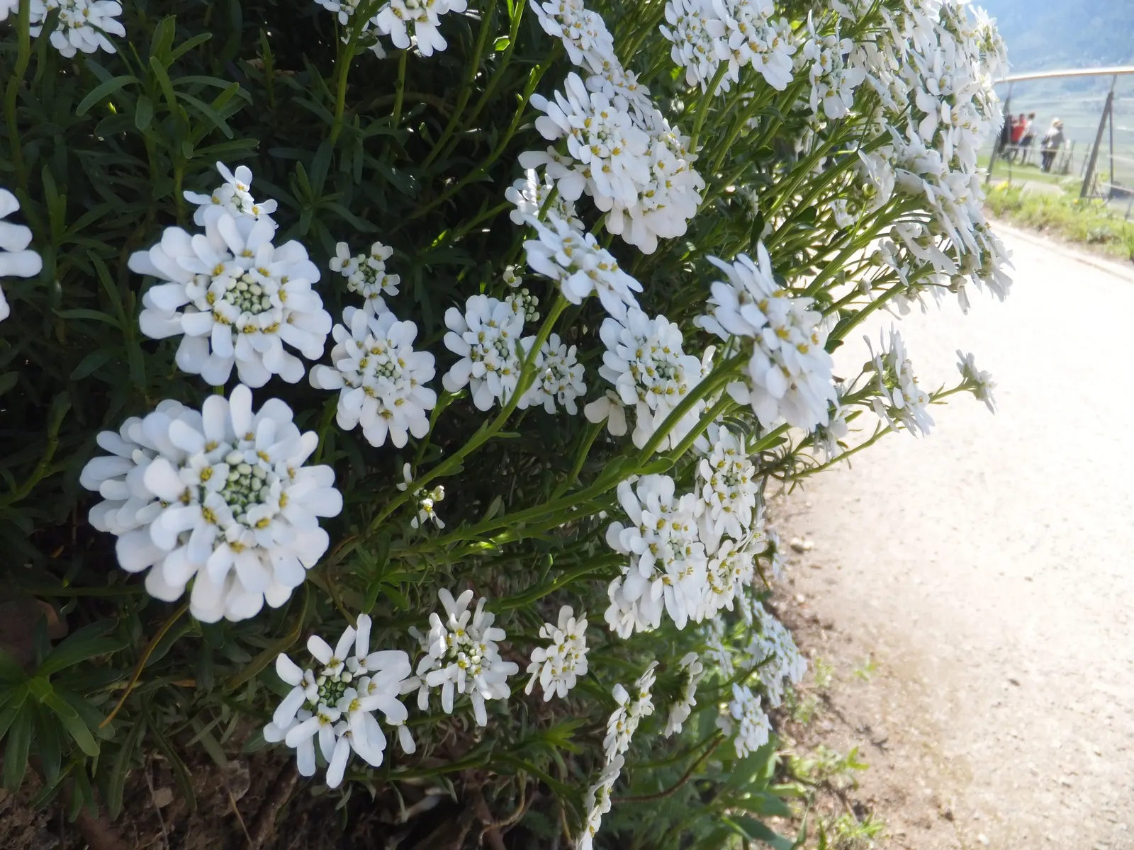 Evergreen Candytuft (Iberis Sempervirens) — This plant requires minimal maintenance