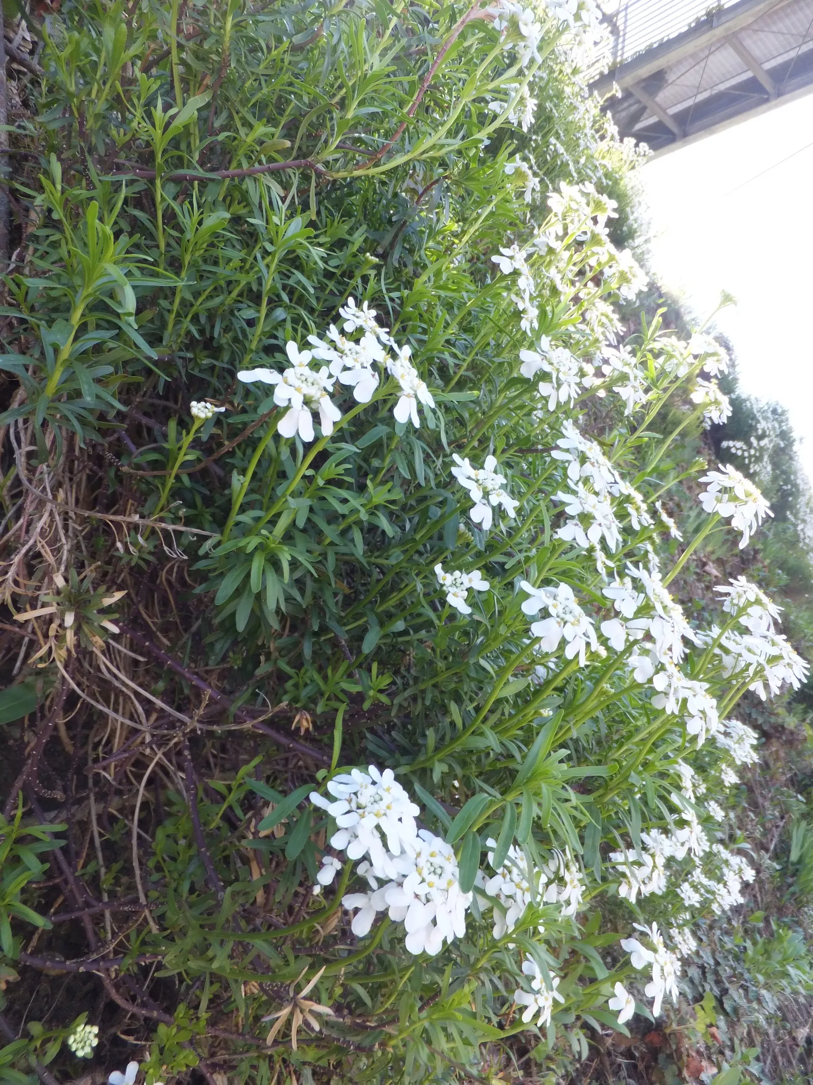 Evergreen Candytuft (Iberis Sempervirens) — white flowers in the garden; is a perennial fixture well-suited to many landscape designs due to its hardiness and